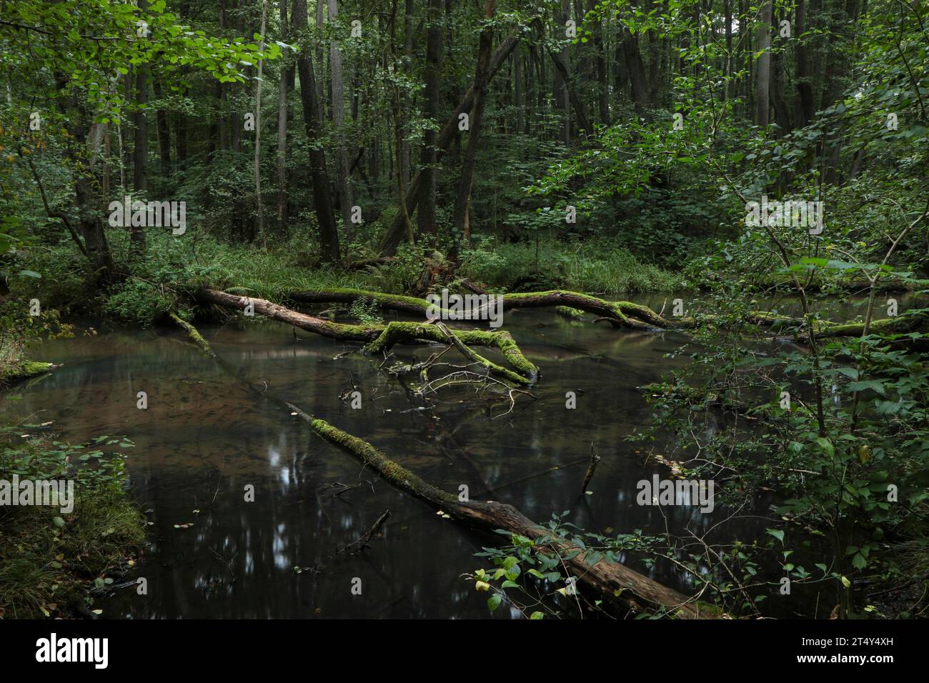 Un ruisseau presque naturel avec du bois mort coule à travers une forêt marécageuse d'aulne. Brandebourg, Eberswalde, Schwaerze, réserve naturelle de Schwaerzetal, Barnim Banque D'Images