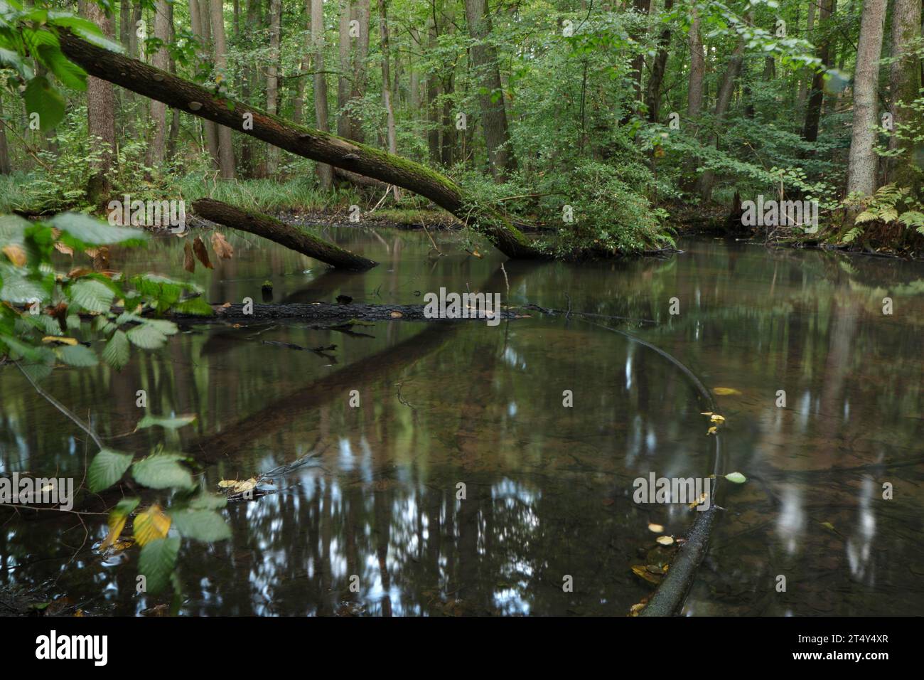 Un ruisseau presque naturel coule à travers une forêt marécageuse d'aulnes. Brandebourg, Eberswalde, Schwaerze, Réserve naturelle de Schwaerzetal, Parc naturel de Barnim Banque D'Images