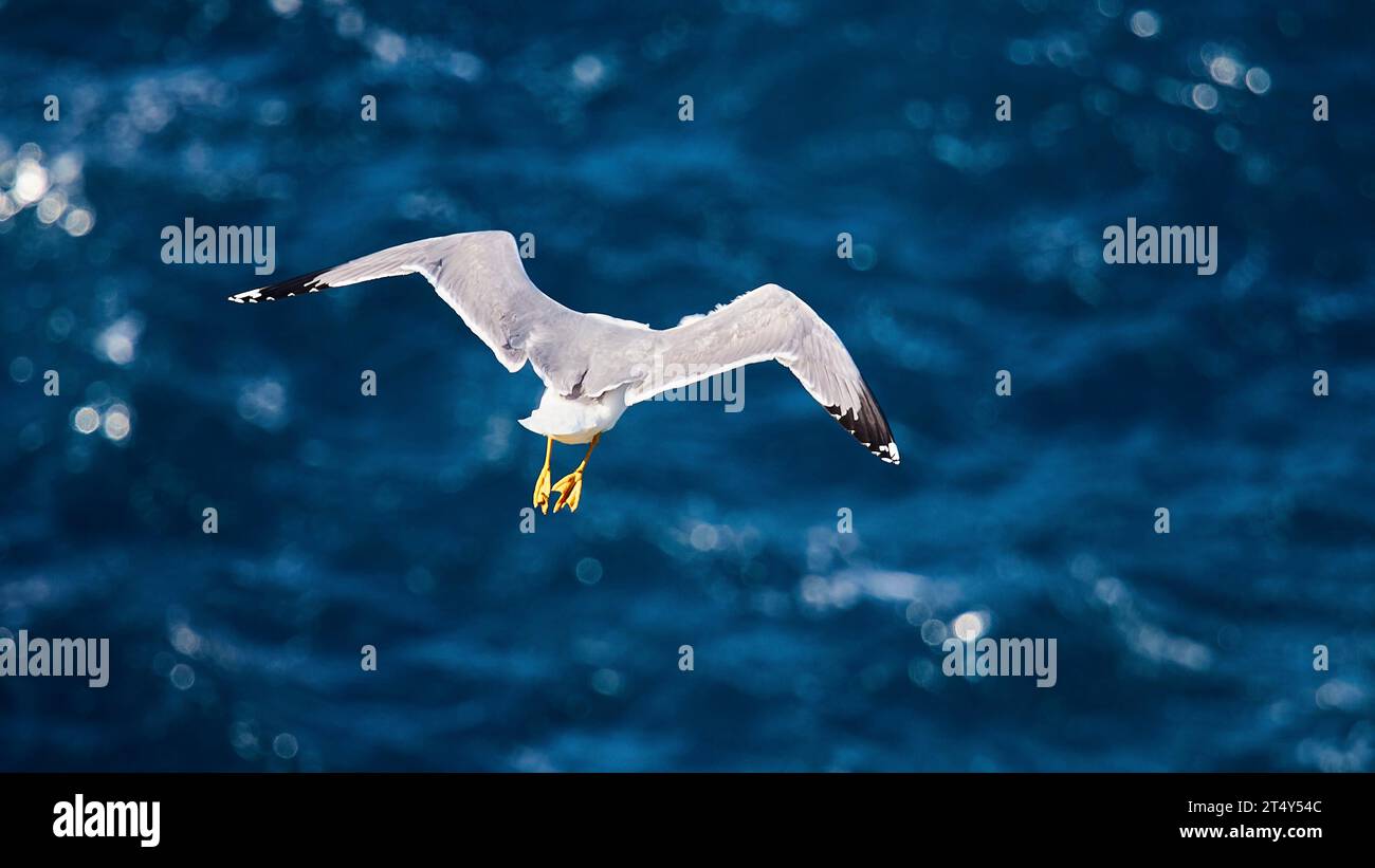 Mouette en vol par derrière, Albero Sole, Rocks, Riserva Naturale Orientata Isola di Lampedusa, île de Lampedusa, province d'Agrigente, pélagique Banque D'Images