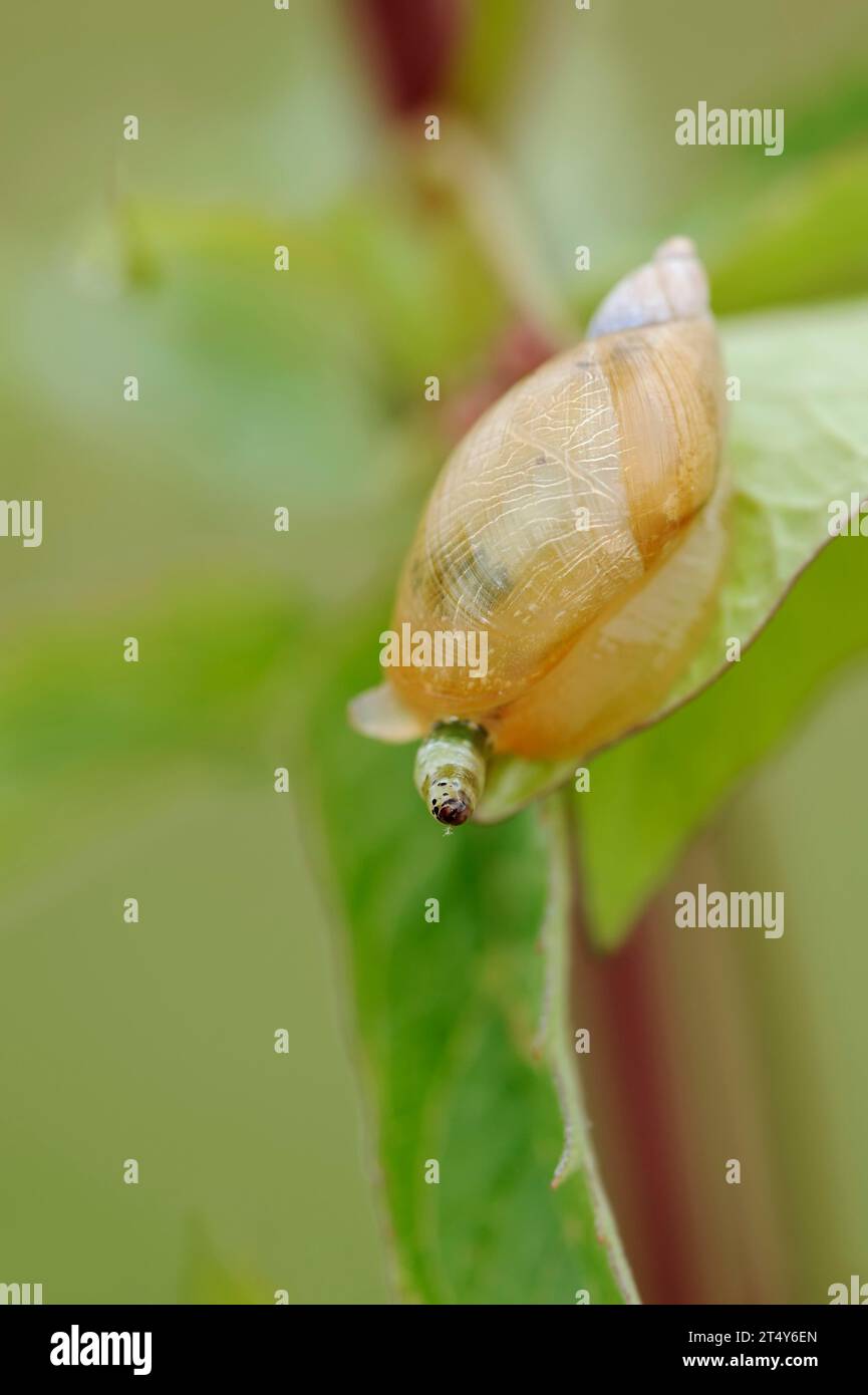 Escargot ambré commun (Succinea putris) infesté par le ver suceur (Leucochloridium paradoxum), Rhénanie du Nord-Westphalie, Allemagne Banque D'Images