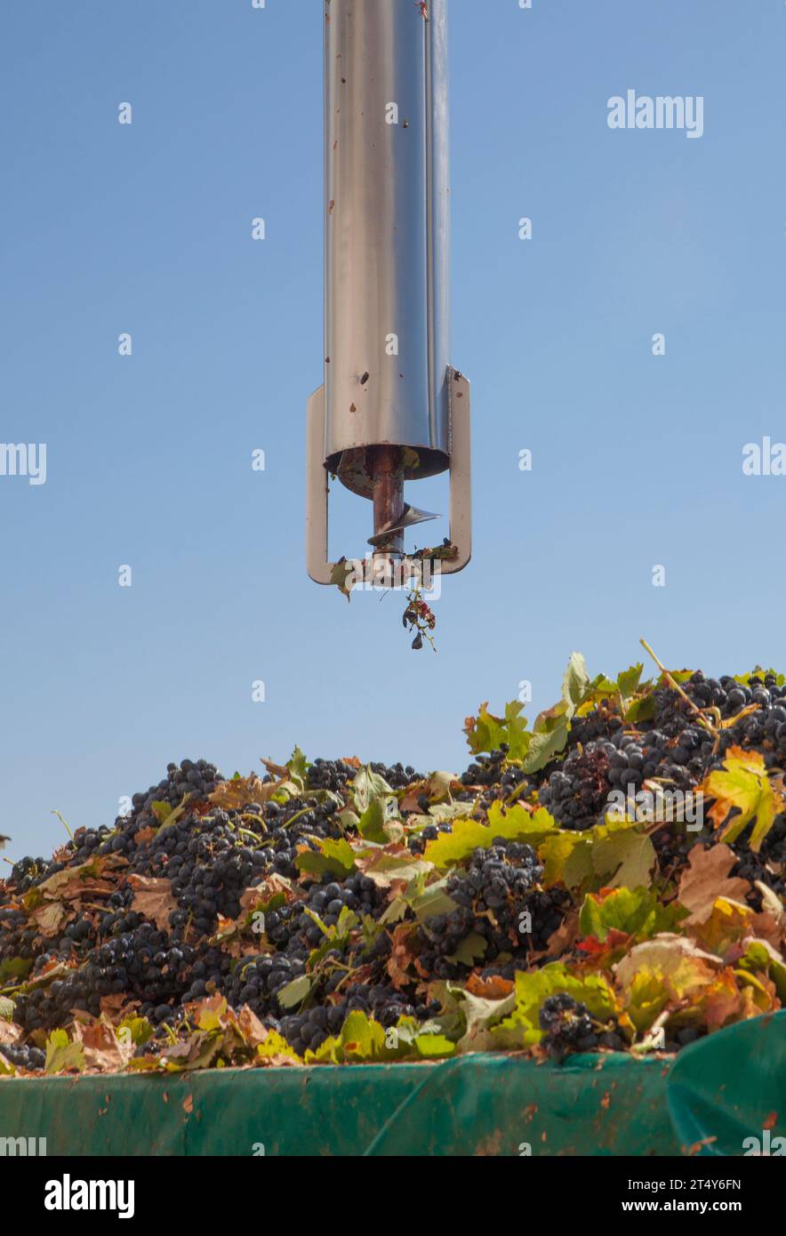 Tube d'échantillonnage sur une remorque pleine de raisins. Traitement des vendanges dans un établissement vinicole Banque D'Images