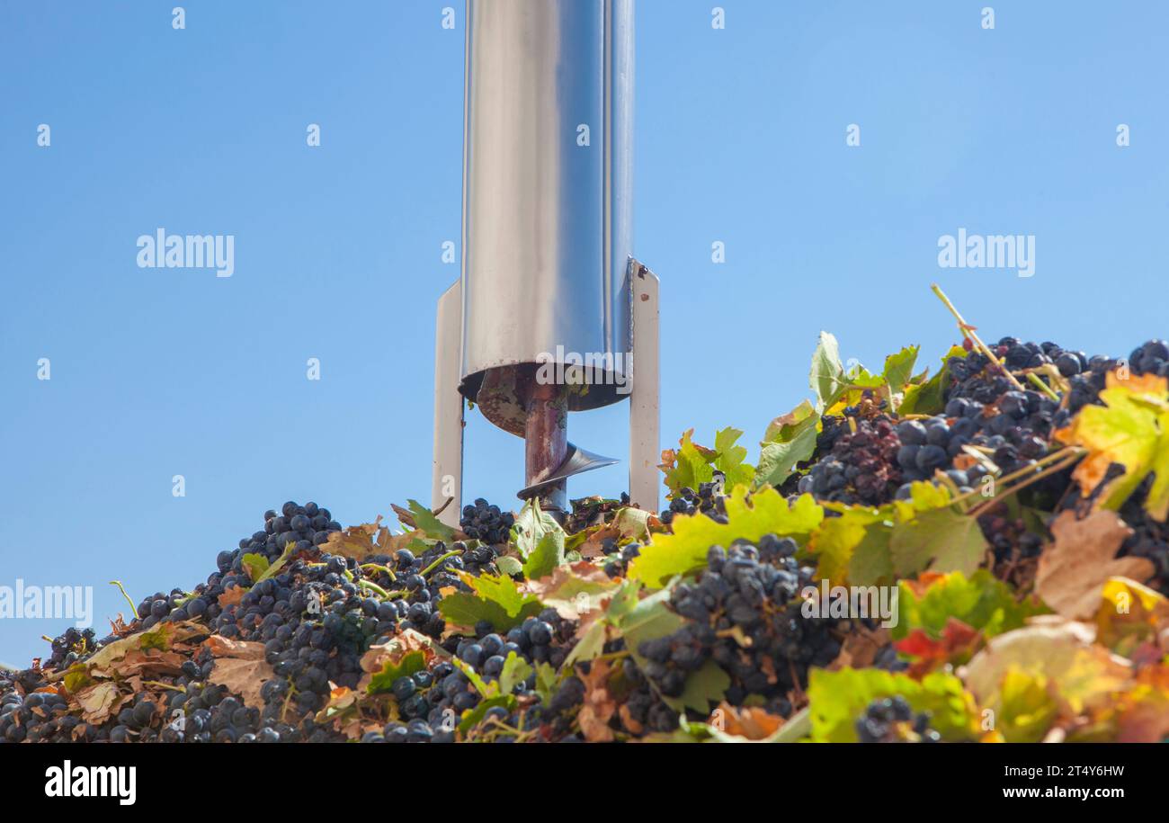 Tube d'échantillonnage sur une remorque pleine de raisins. Traitement des vendanges dans un établissement vinicole Banque D'Images