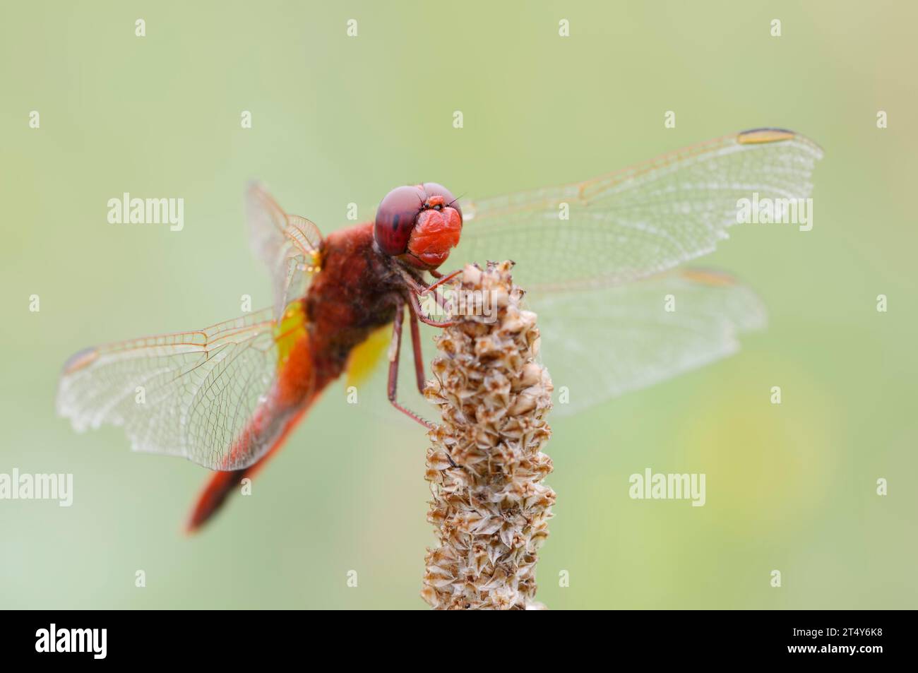 Libellule écarlate (Crocothemis erythraea), mâle, Rhénanie du Nord-Westphalie, Allemagne, Europe Banque D'Images