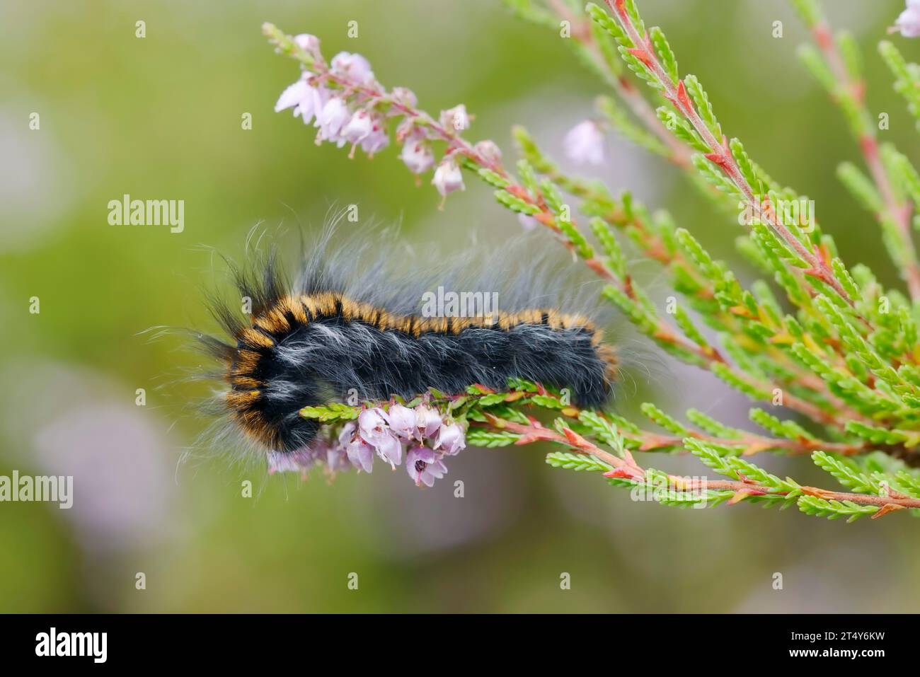 Papillon des renards (Macrothylacia rubi), chenille, Gueldre, pays-Bas Banque D'Images