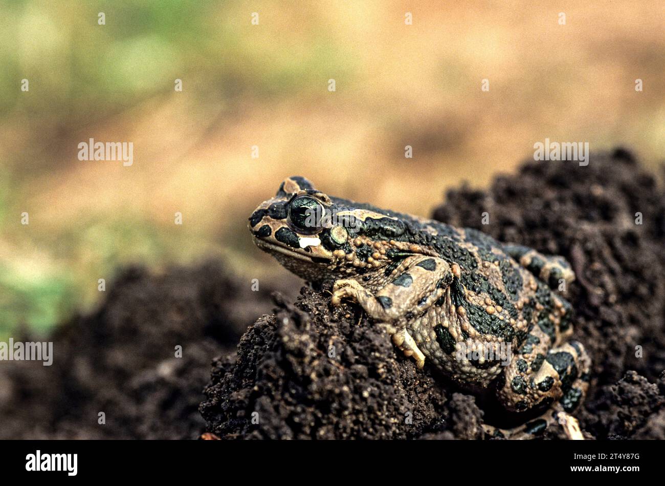 Crapaud vert européen (Bufotes sitibundus) Banque D'Images
