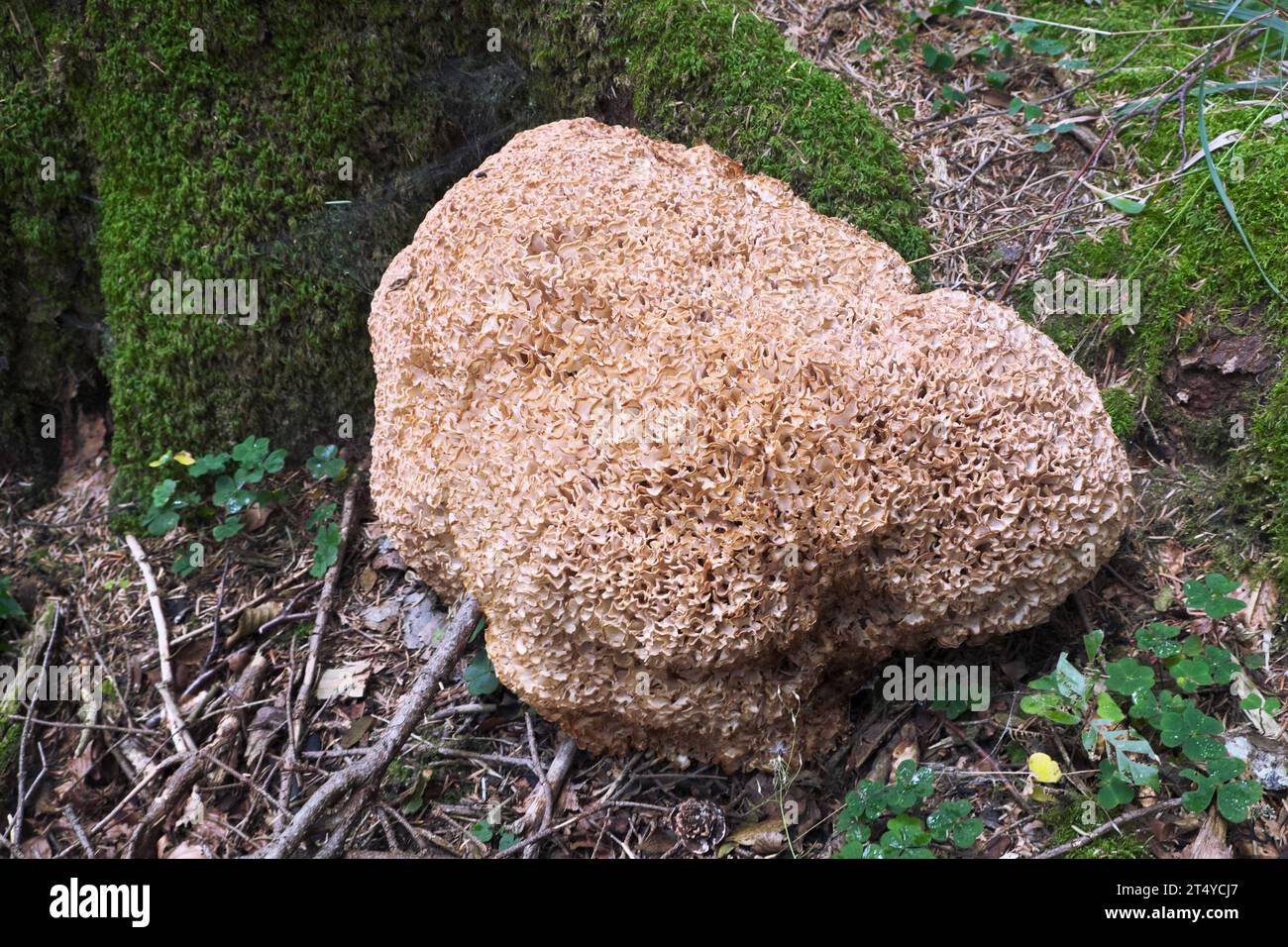 Champignon chou-fleur (Sparassis crispa) dans la forêt tropicale primitive de Perucica dans le parc national de Sutjeska, Bosnie-Herzégovine Banque D'Images