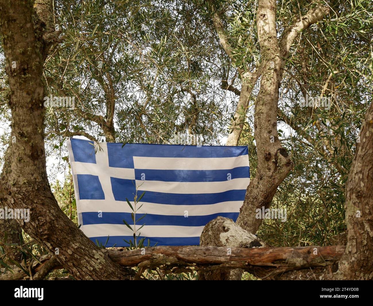 Drapeau grec affiché dans un vieil olivier. Grèce. Banque D'Images