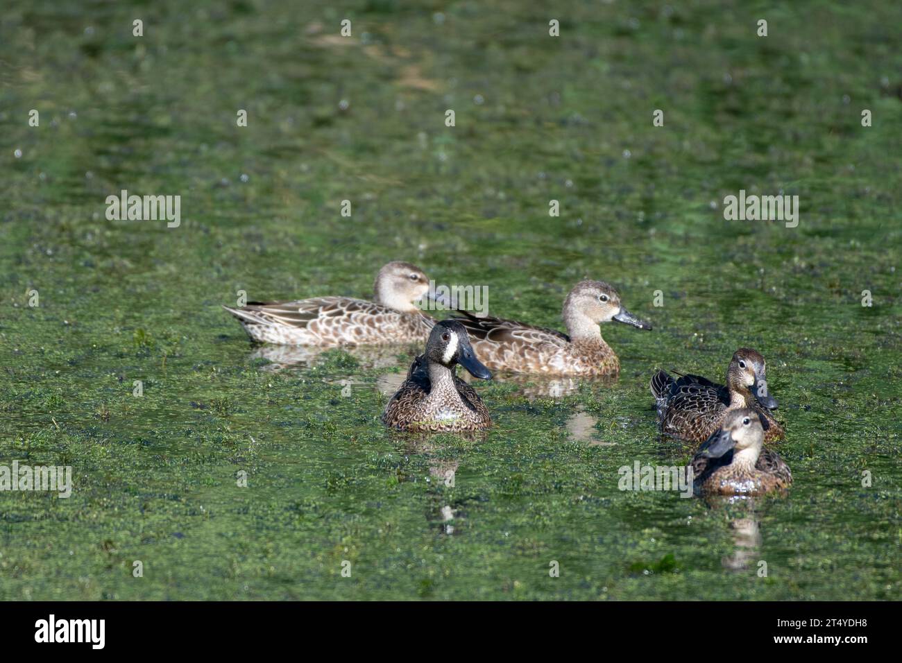 Un groupe de cinq canards sarcelle à ailes bleues, spatules discordants, nageant dans un étang couvert d'algues. Banque D'Images