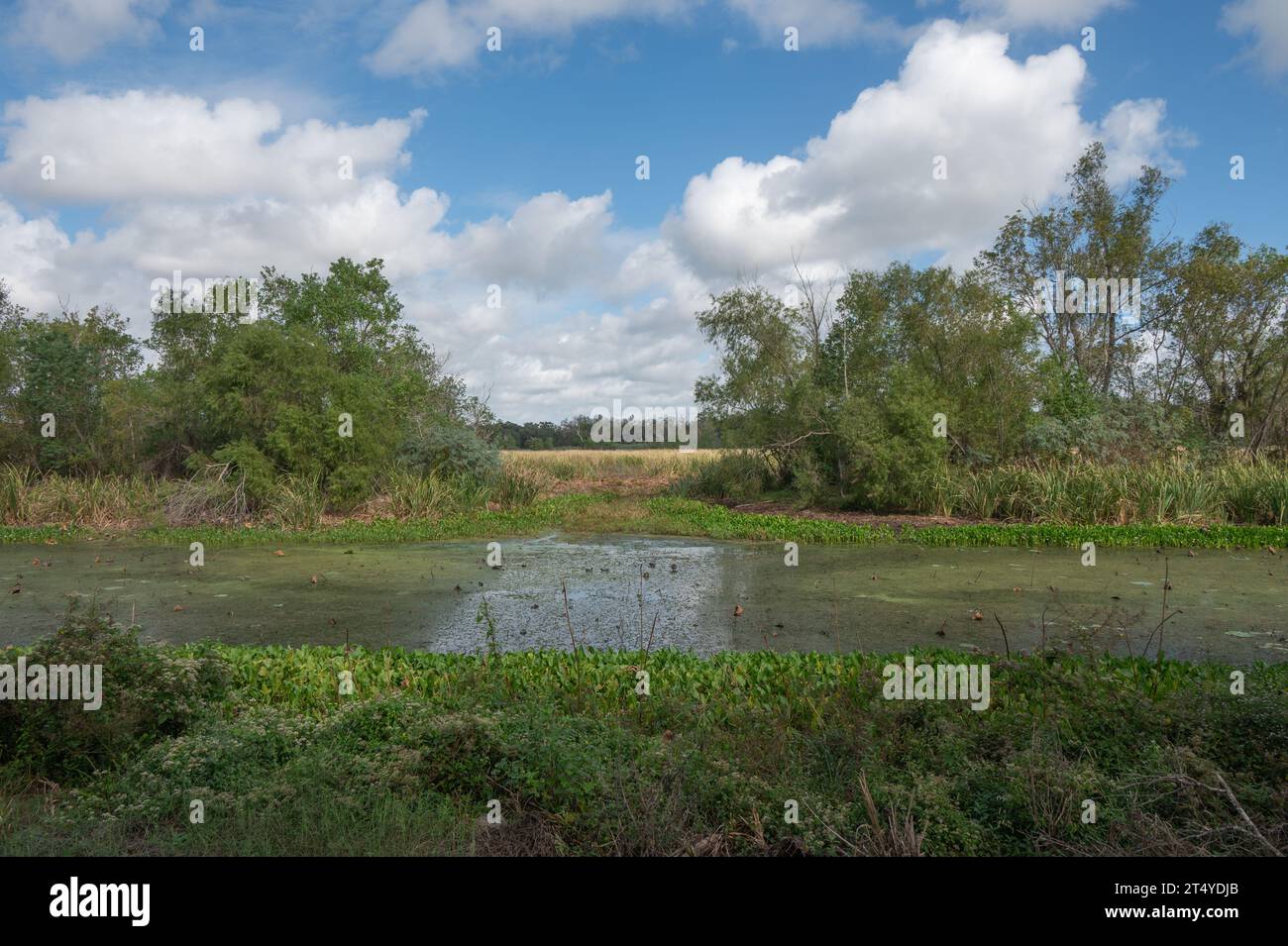 Vue sur une zone humide sèche en arrière-plan et un étang couvert d'algues au premier plan au Brazos Bend State Park. Banque D'Images