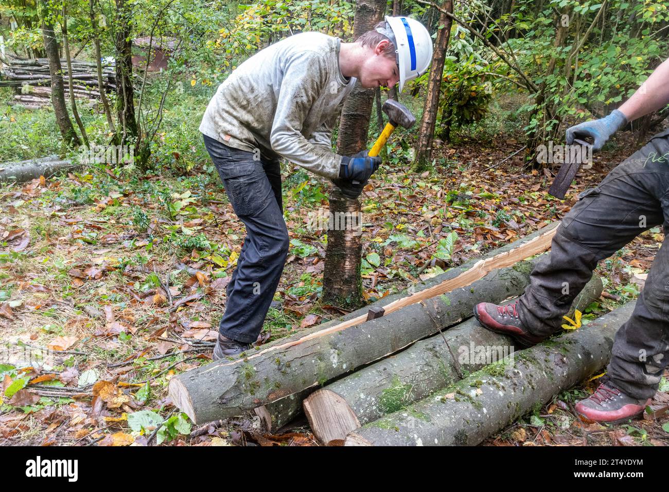 Homme utilisant des coins métalliques et un maillet pour fendre une longueur de tronc de châtaignier pour faire des poteaux de clôture en bois Banque D'Images