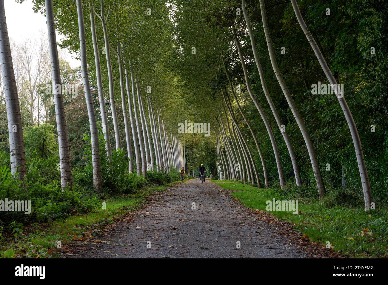 Imde, Brabant flamand, Belgique, 14 octobre 2023 - ruelle de bouleaux avec un père et du vélo au soleil crédit : Imago/Alamy Live News Banque D'Images