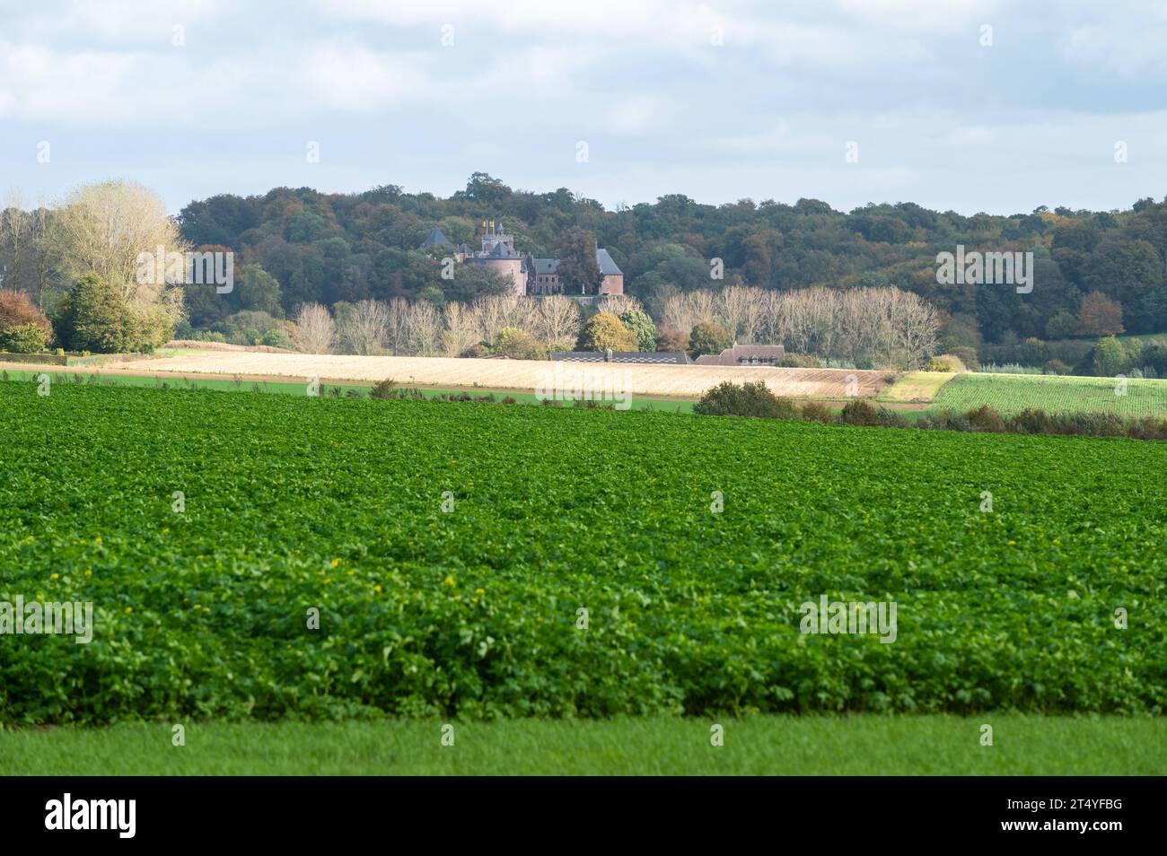 Champs de pommes de terre vertes et champs de blé dans la campagne flamande autour de Lennik, Brabant flamand, Belgique crédit : Imago/Alamy Live News Banque D'Images