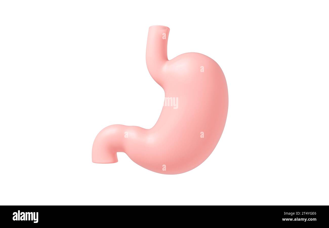Anatomie interne de l'estomac humain, rendu 3D. Illustration 3D. Banque D'Images