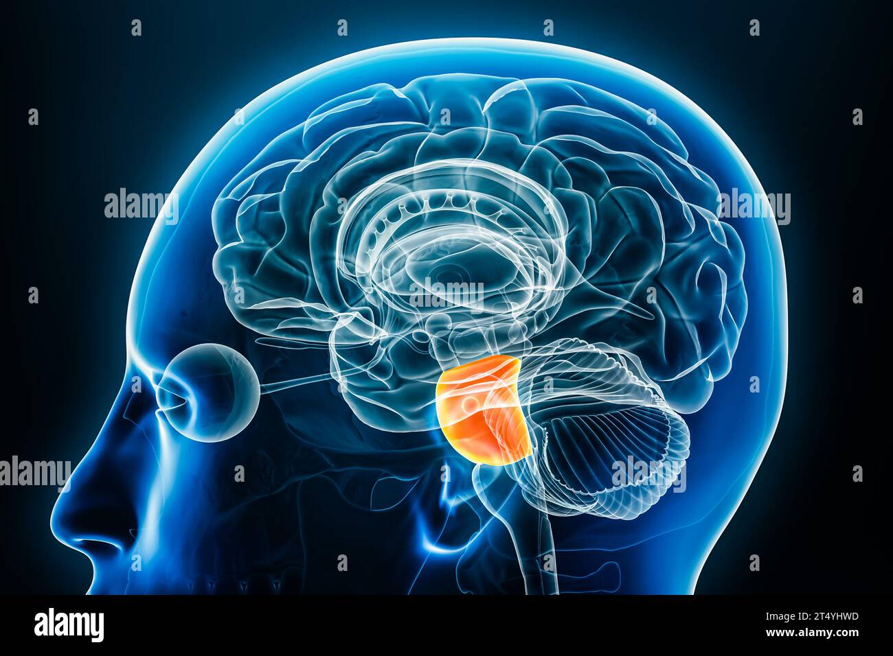 Vue rapprochée du profil radiographique Pons illustration de rendu 3D avec contours du corps. Anatomie du tronc cérébral humain, médecine, biologie, science, neurosciences, neur Banque D'Images