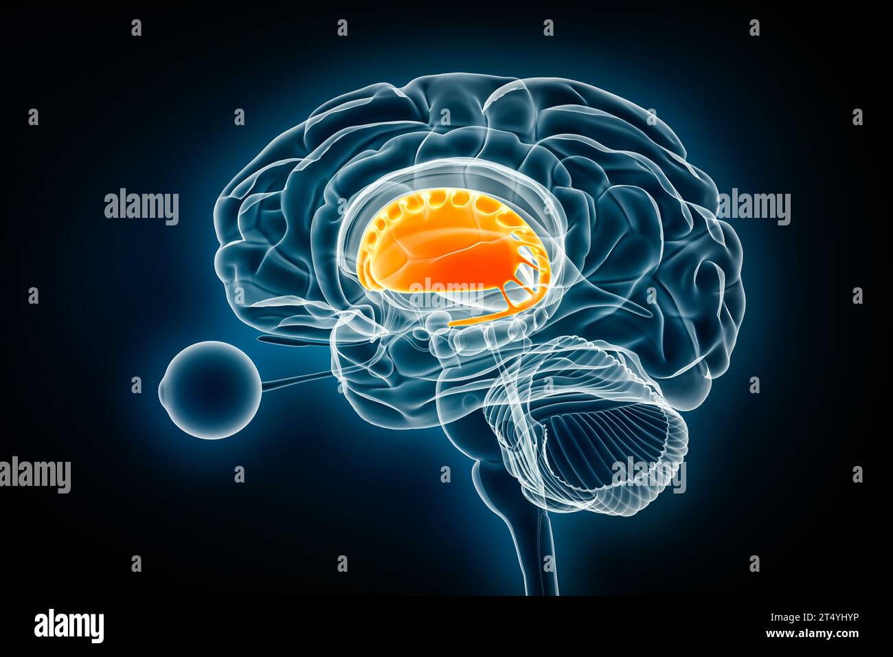 Illustration du rendu 3D de la vue radiologique du profil du corps striatum. Anatomie du cerveau humain et des ganglions de la base, médecine, soins de santé, biologie, science, le neurosciène Banque D'Images