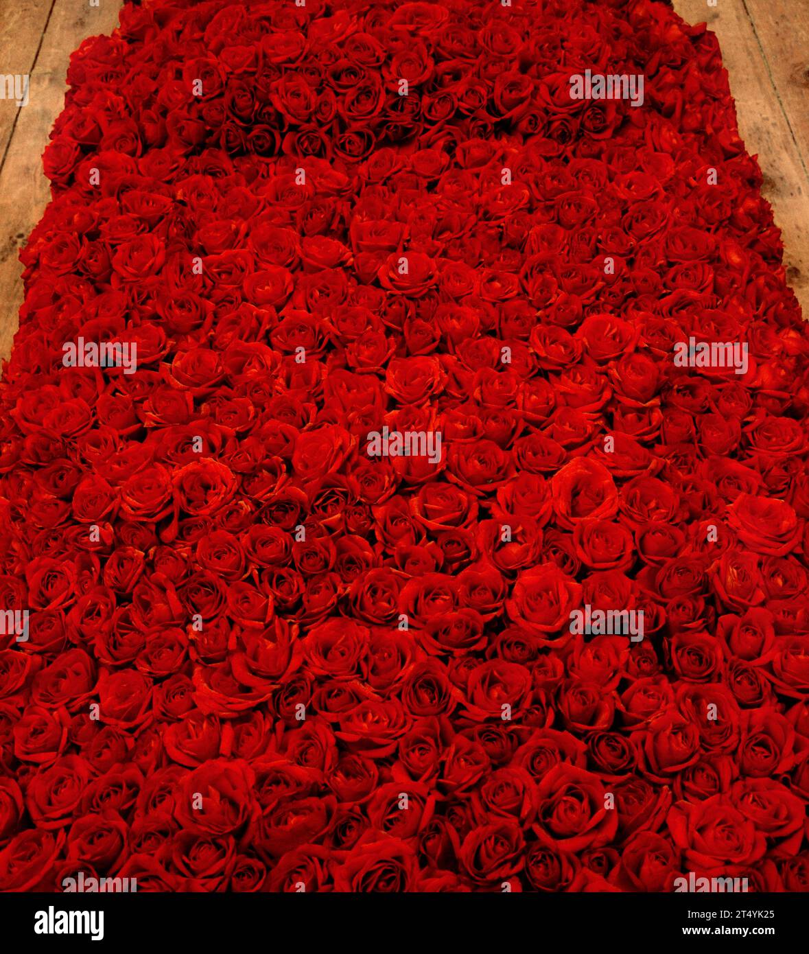 Vue de l'intérieur de la chambre d'un lit en laiton à l'ancienne recouvert d'un lit de roses rouges avec des planchers de pin antique Banque D'Images