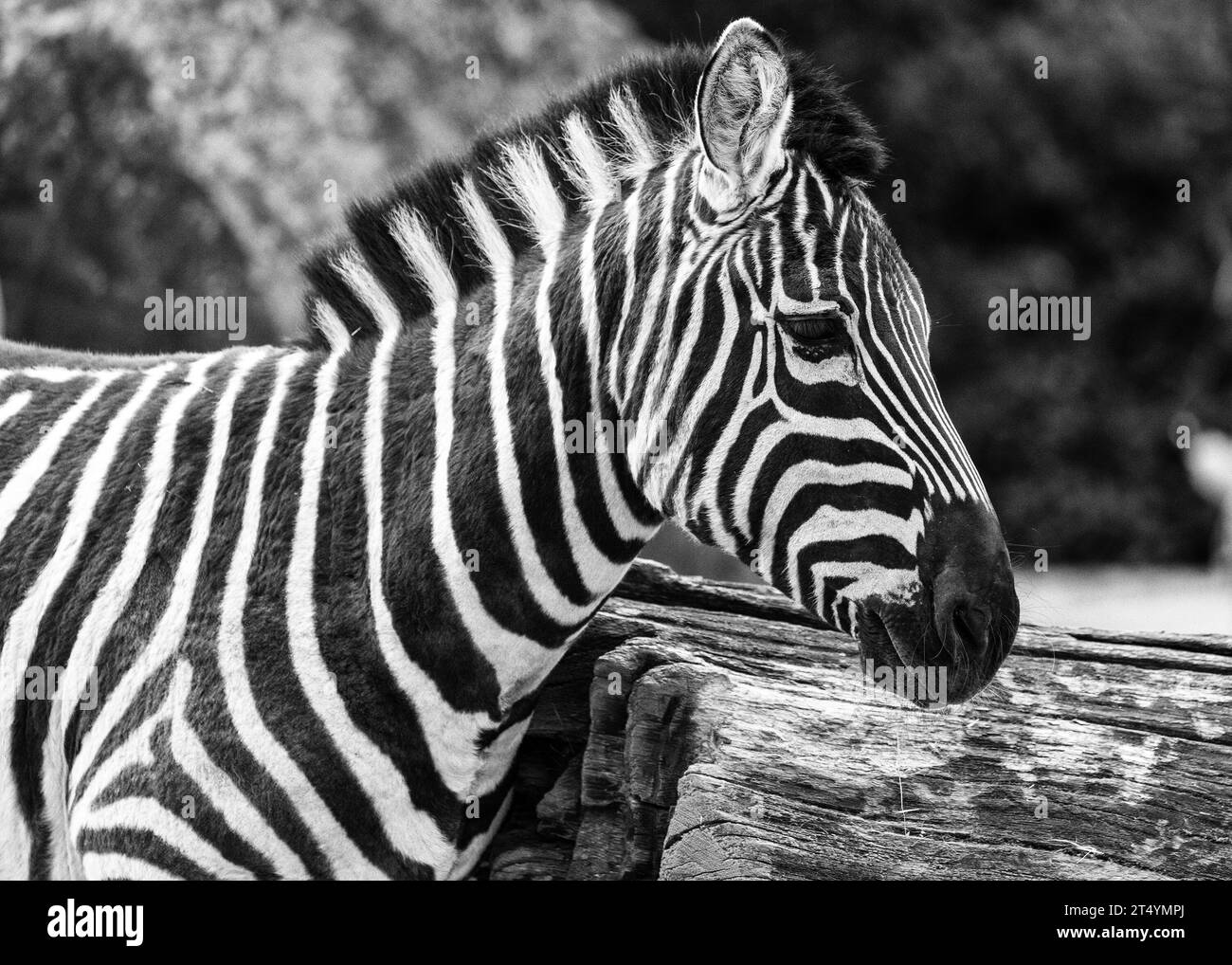 Zèbre rayé noir et blanc (Equus quagga) repéré en plein air en Afrique. Mammifère ongulé de taille moyenne que l'on trouve dans les prairies et les savanes tout au long de l'aire Banque D'Images