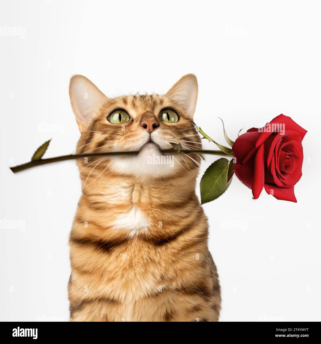 Charmant chat Bengal avec une rose dans les dents sur un fond blanc. Banque D'Images