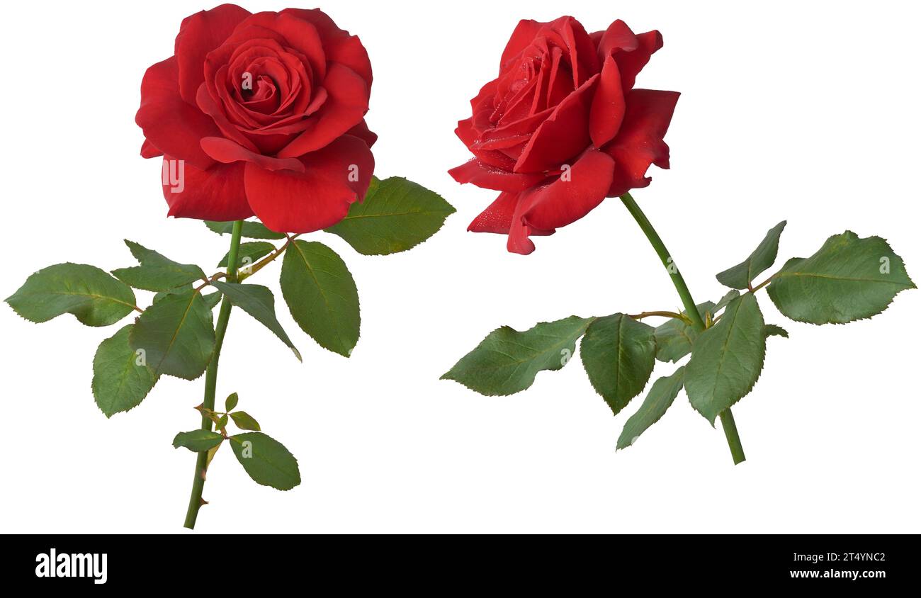 rose rouge avec des feuilles, symbole intemporel de l'amour et de l'affection, couleur rouge vif profond et détaillée belle fleur de floraison pour la saint-valentin, naissance Banque D'Images