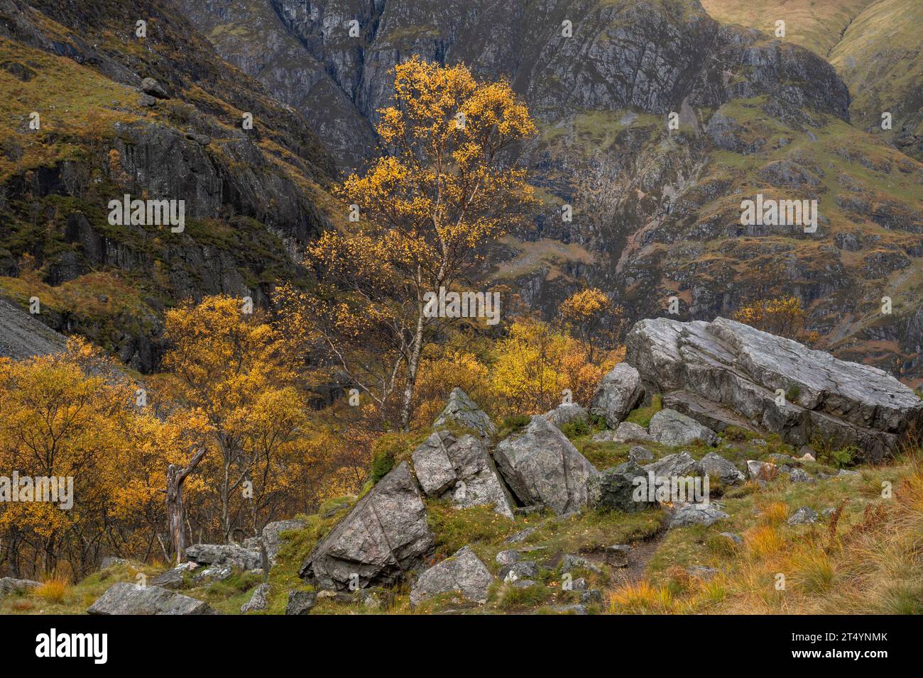 Bouleaux en automne sur le sentier de la vallée cachée, Glencoe, Highlands, Écosse Banque D'Images