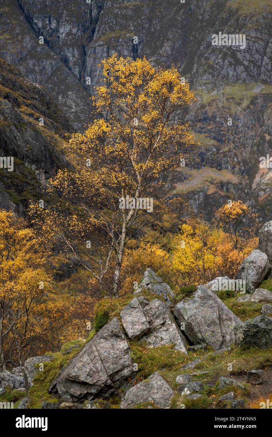Bouleaux en automne sur le sentier de la vallée cachée, Glencoe, Highlands, Écosse Banque D'Images