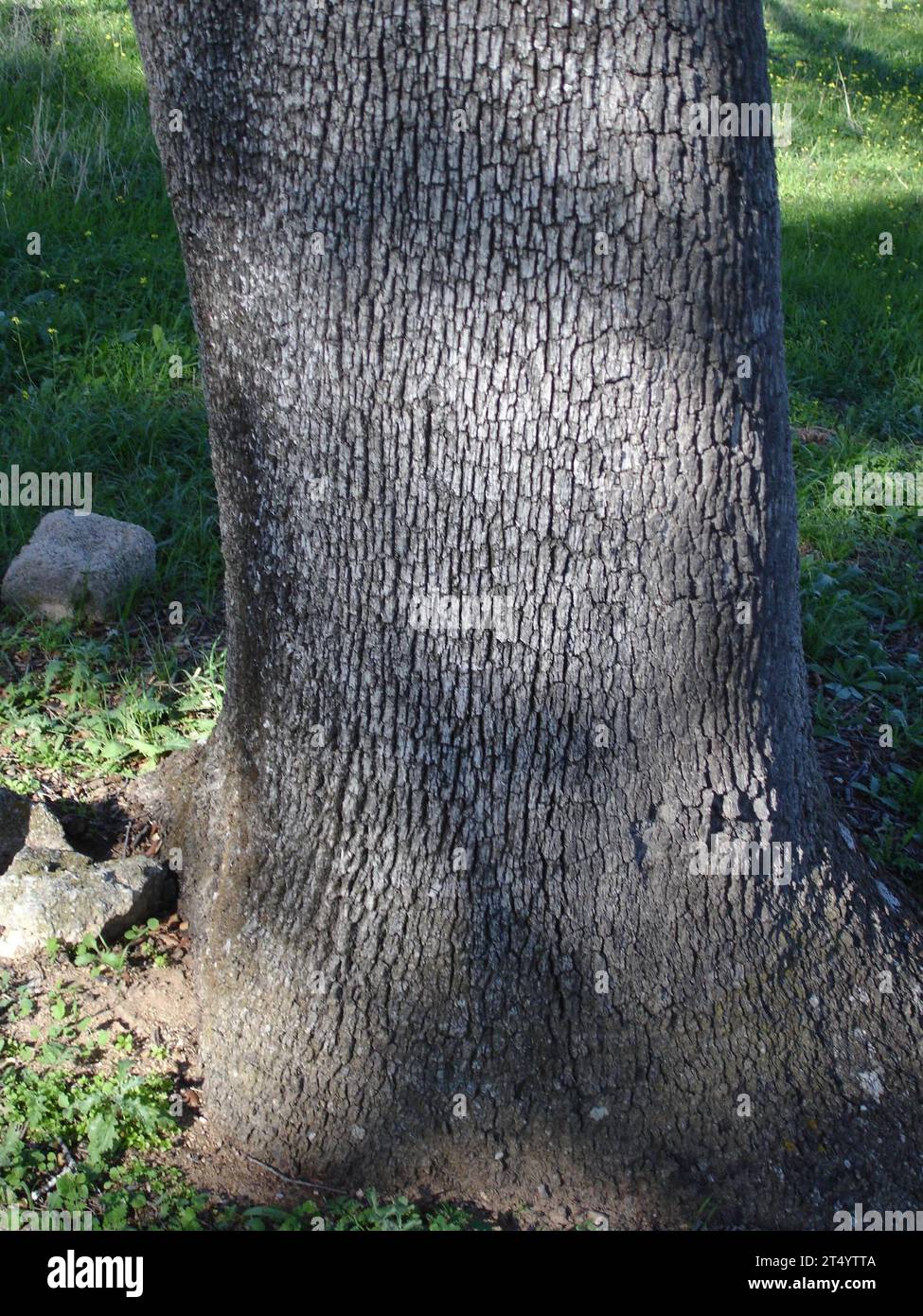 écorce d'un arbre, couche externe d'un arbre écorce d'un arbre Banque D'Images