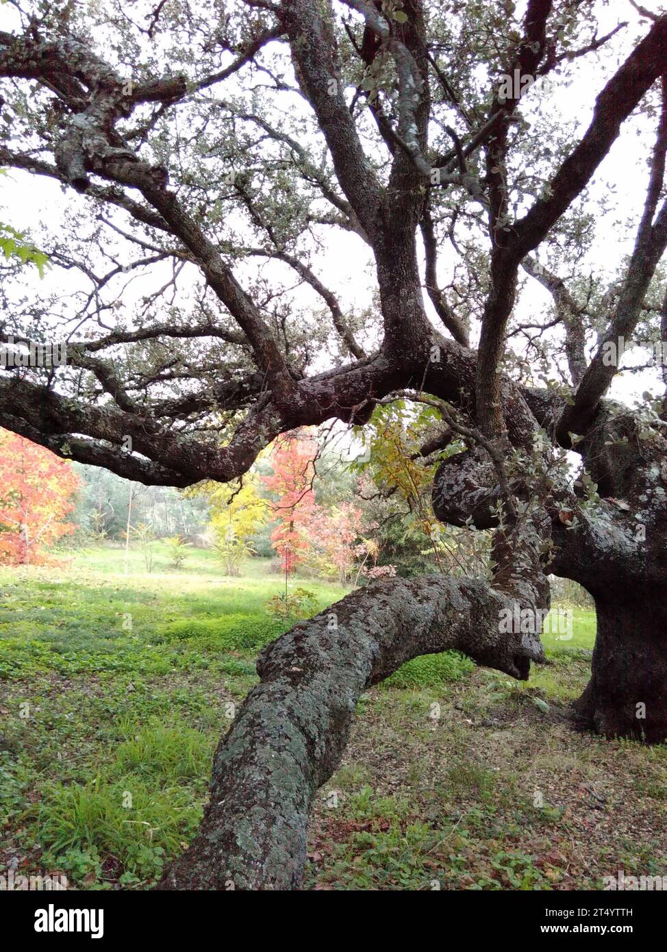 écorce d'un arbre, couche externe d'un arbre écorce d'un arbre Banque D'Images