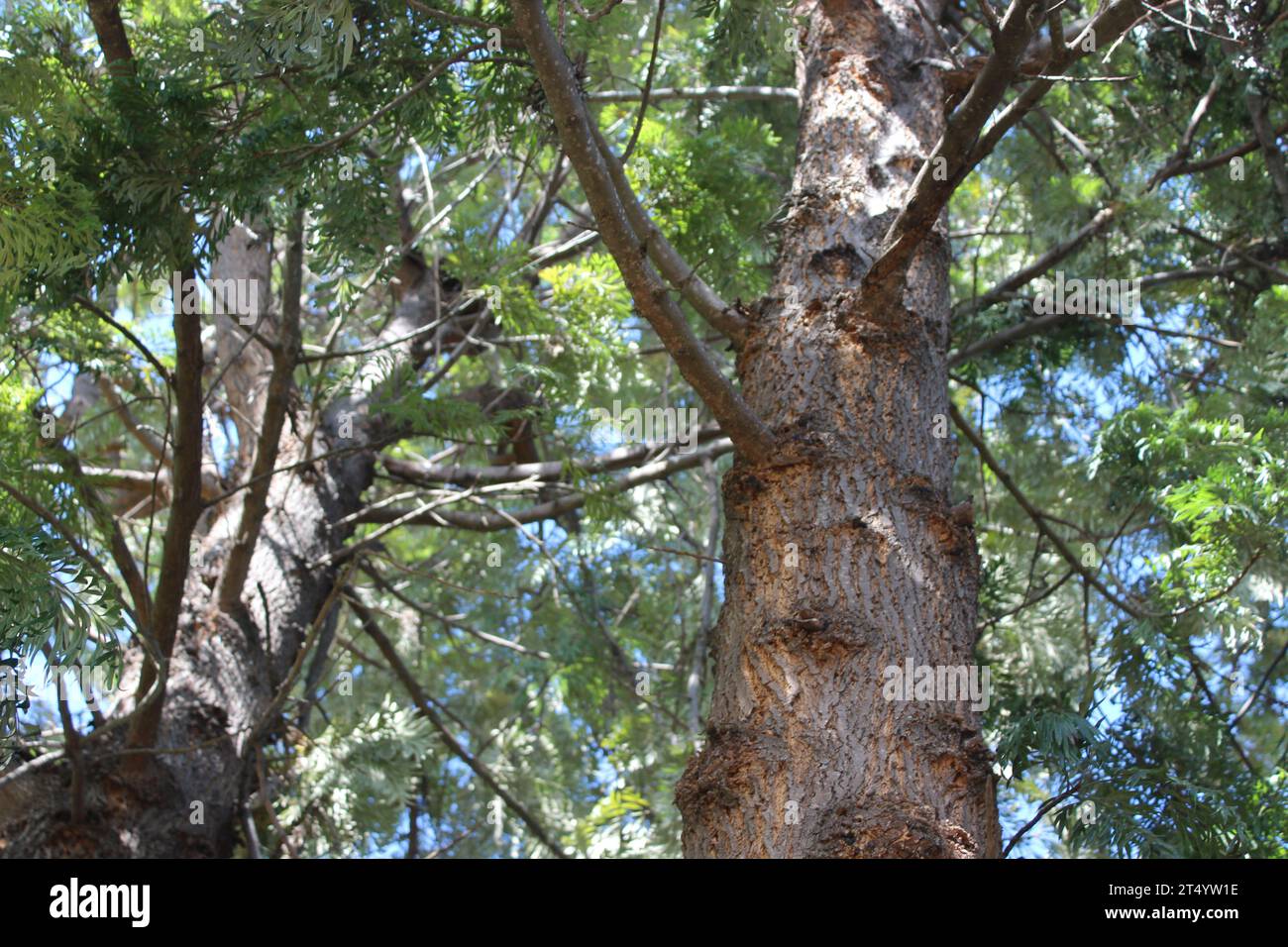 L'écorce d'un arbre, la couche extérieure d'un arbre l'écorce d'Un arbre crédit : Imago/Alamy Live News Banque D'Images