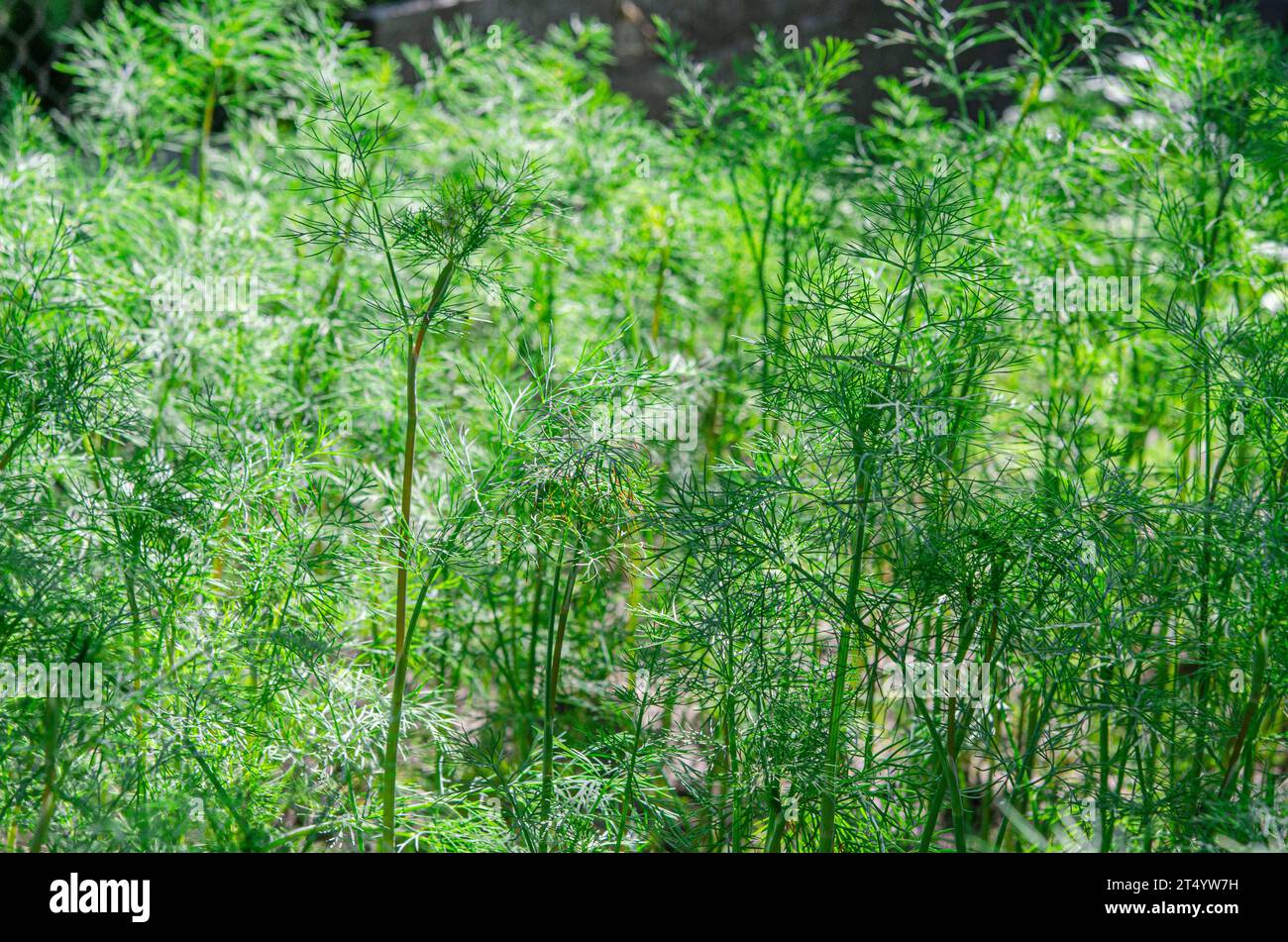 Manger sainement. Le jeune aneth biologique vert pousse dans le jardin. Banque D'Images