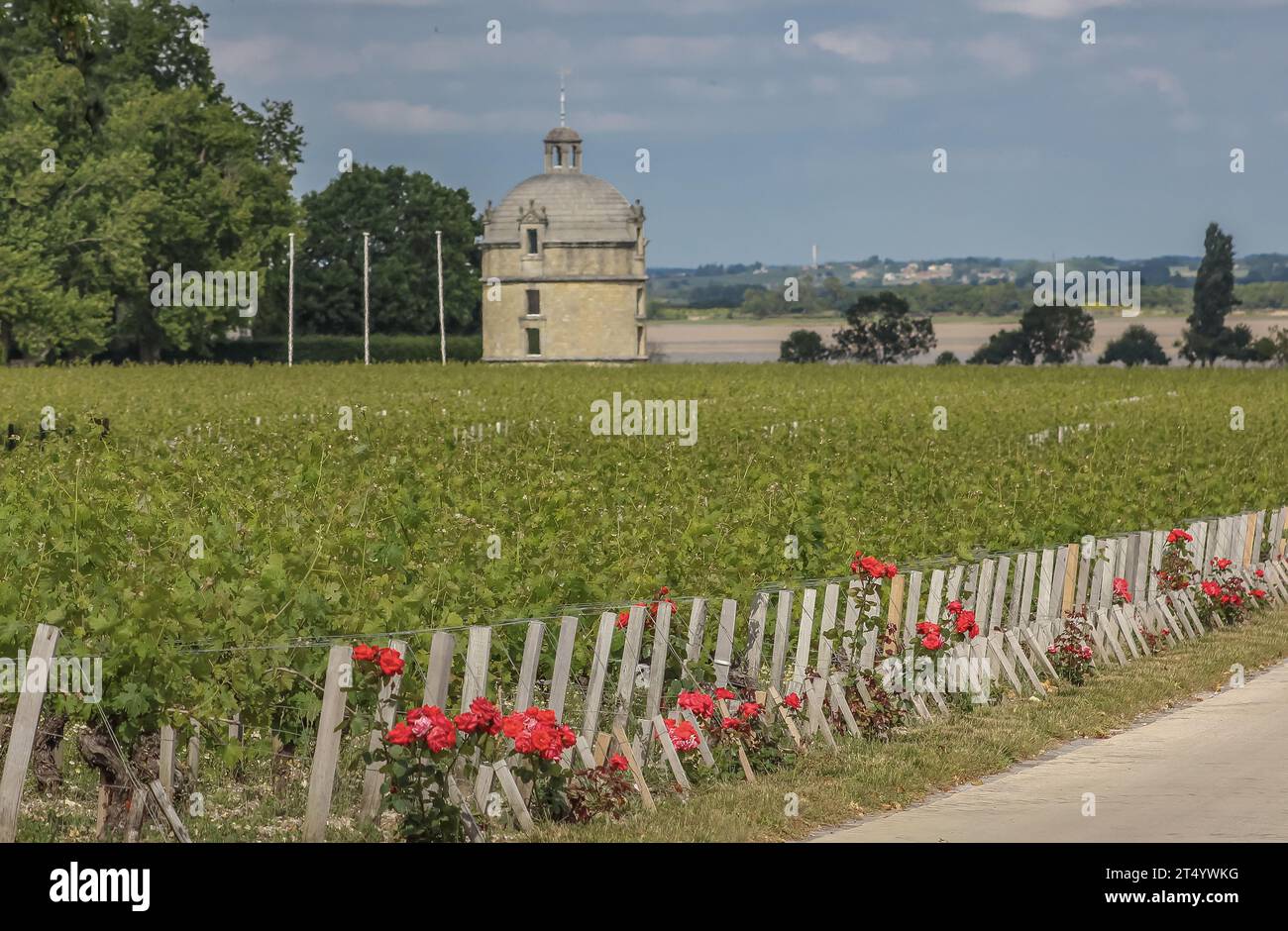 Des roses plantées à dessein à l'extrémité des rangées de vignes comme indication précoce de ravageurs Banque D'Images