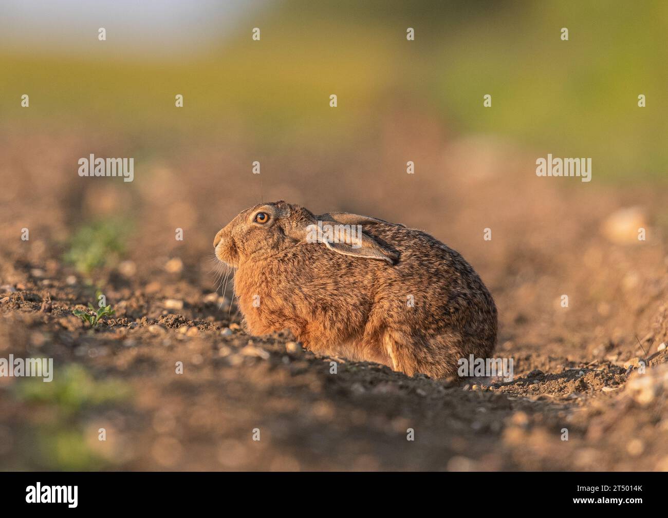 Un gros plan d'un lièvre brun sauvage ( Lepus europaeus) , hunked sur le bord du champ des agriculteurs dans la lumière dorée. Suffolk, Royaume-Uni. Banque D'Images