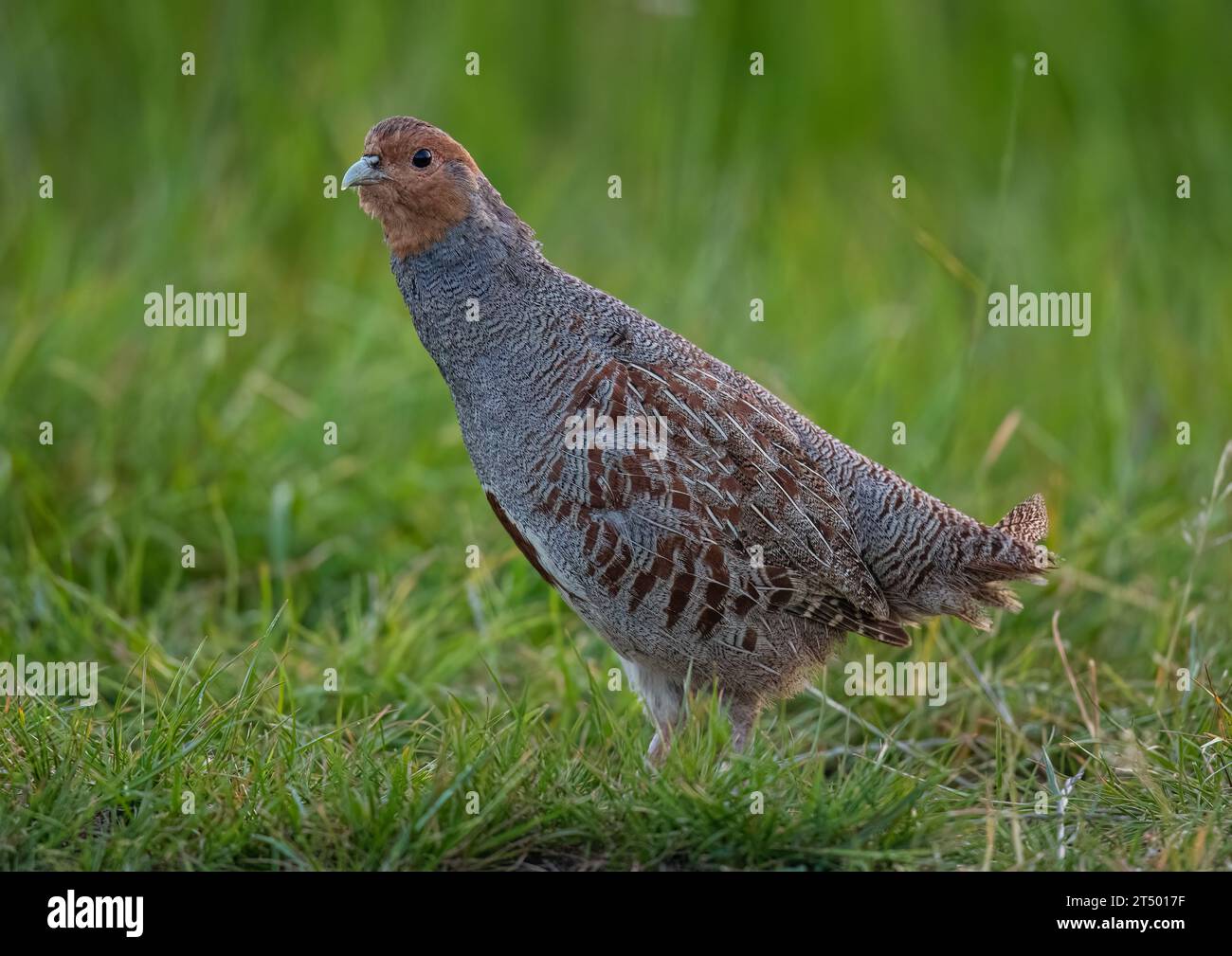 Une perdrix anglaise ou grise rarement vue (Perdix perdix). Un mâle défendant son territoire en plein plumage, dans un pré herbeux. Suffolk, Royaume-Uni Banque D'Images