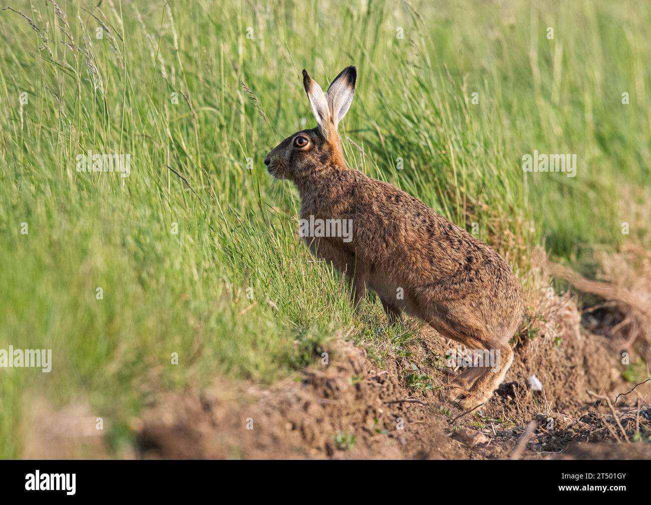 Gros plan détaillé d'un lièvre brun ( Lepus europaeus) avec de grandes oreilles . Monter une banque herbeuse . Suffolk, Royaume-Uni. Banque D'Images