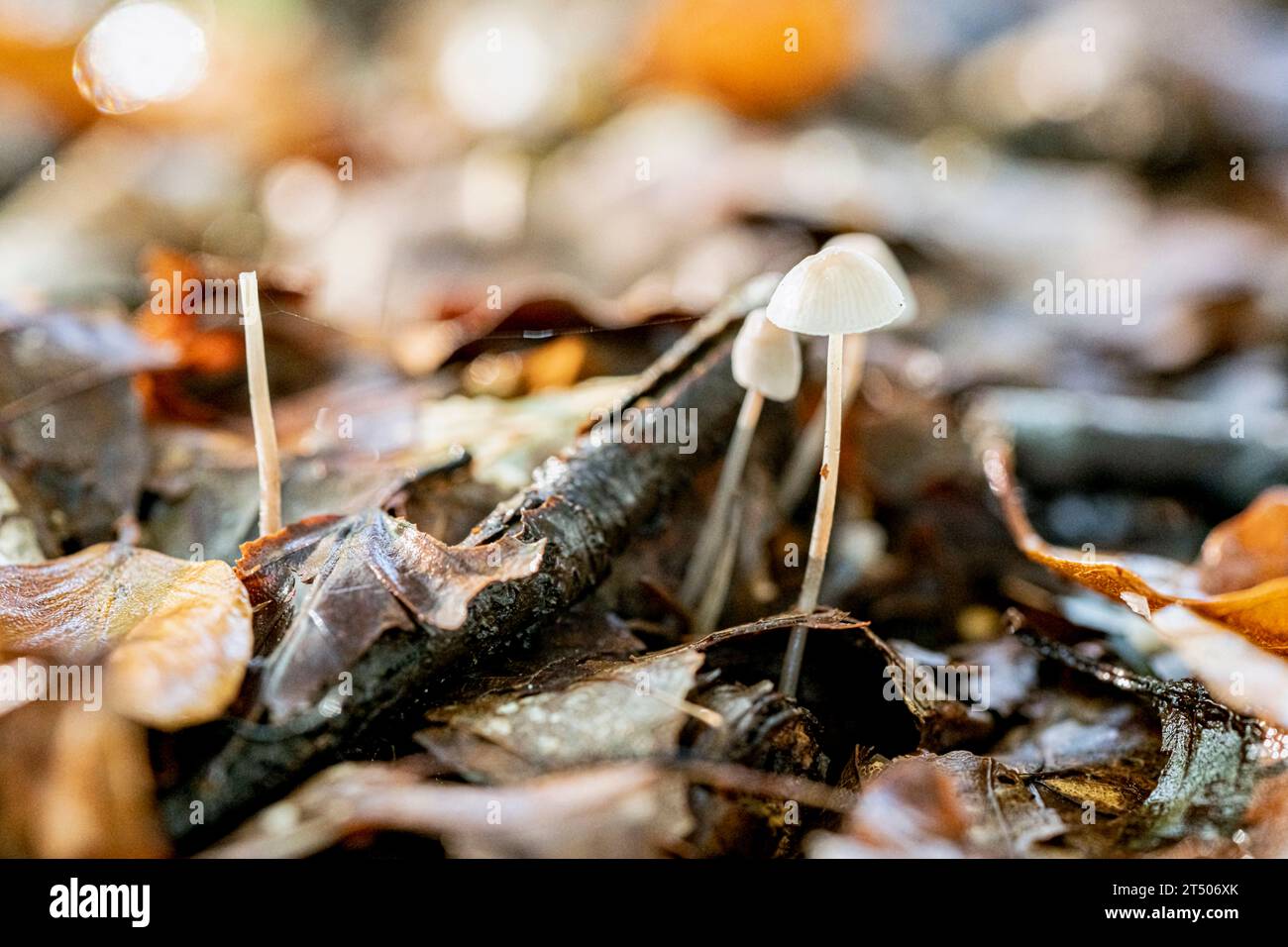 Petit champignon boletus gros plan dans la forêt d'automne. Petit champignon blanc en automne sec laisse la macrophotographie. Banque D'Images