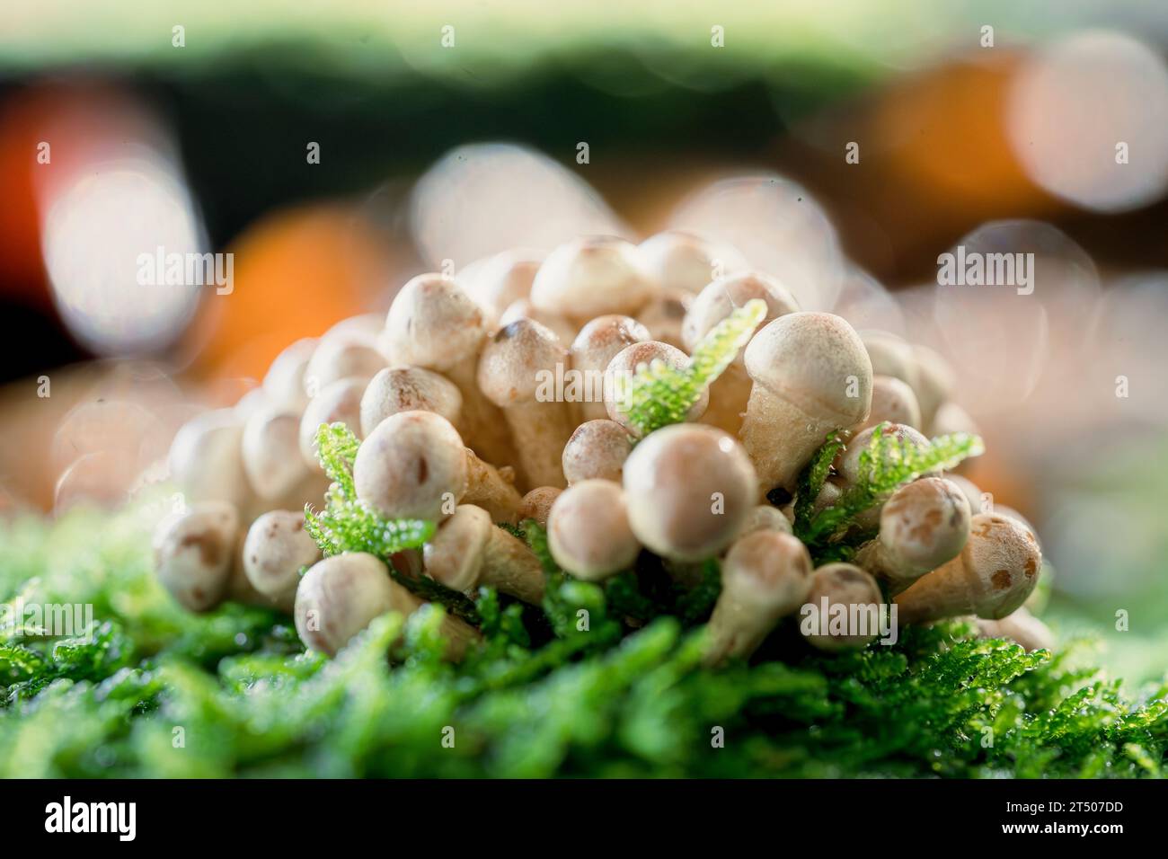 Petits champignons frais, poussant dans la forêt d'automne. champignons et feuilles en forêt. Concept de cueillette de champignons. Magique Banque D'Images
