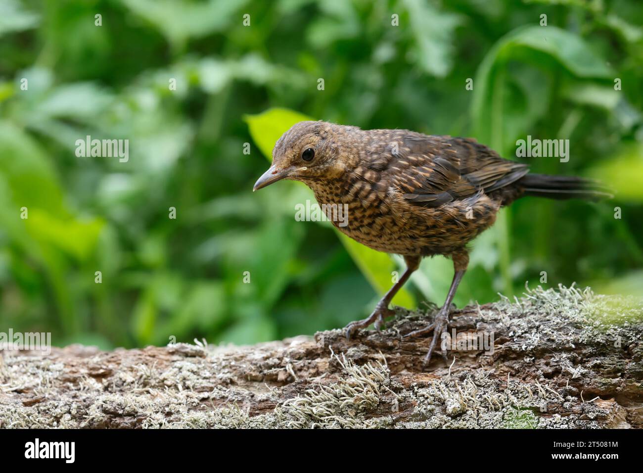 AMSEL, Schwarzdrossel, Jungvogel, Juvenil, Turdus merula, Blackbird, juvénile, Merle noir Banque D'Images