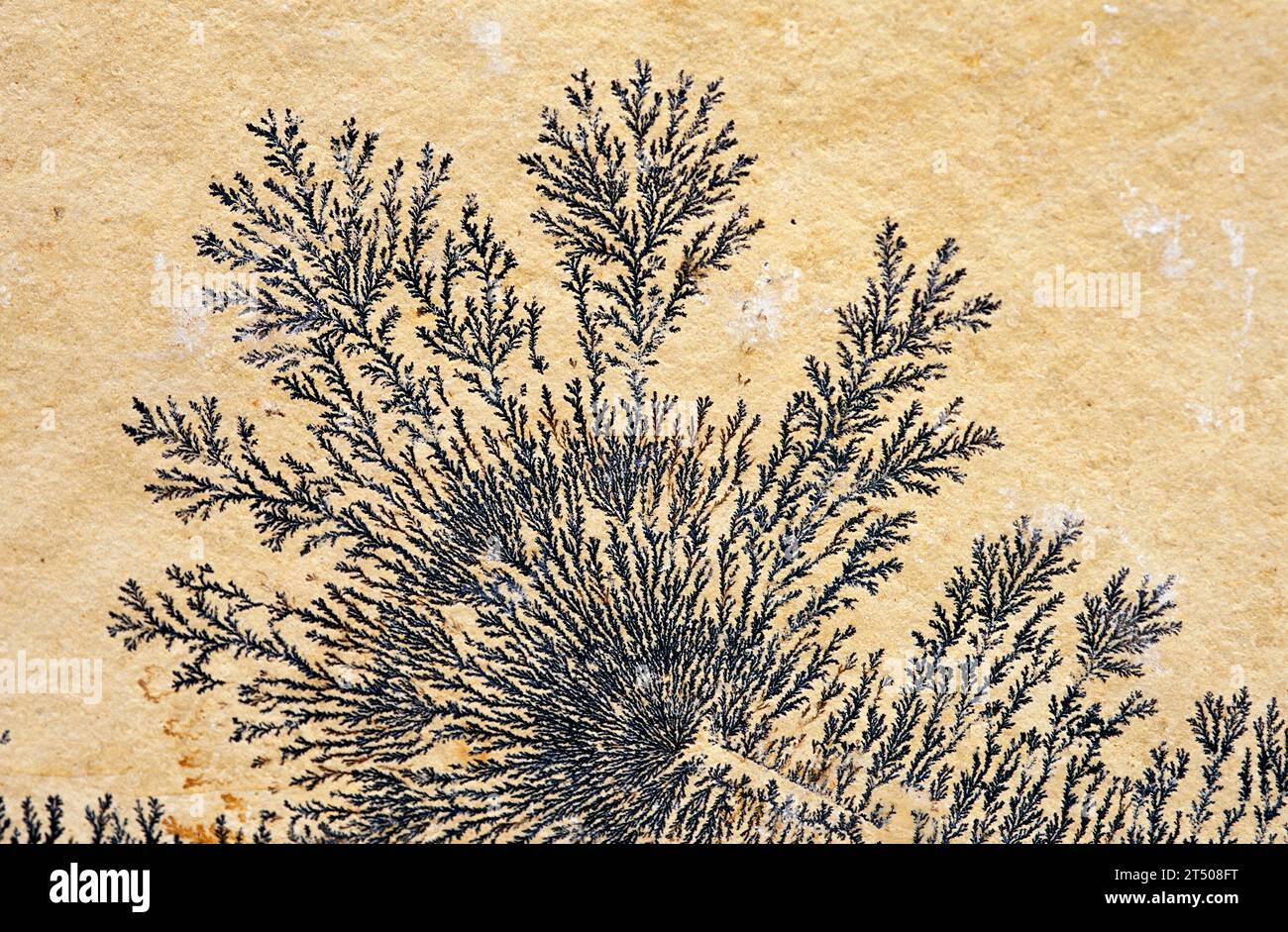 Pyrolusite dendritique sur une plaque de calcaire. Pyrolusite est un minéral d'oxyde de manganèse. Banque D'Images