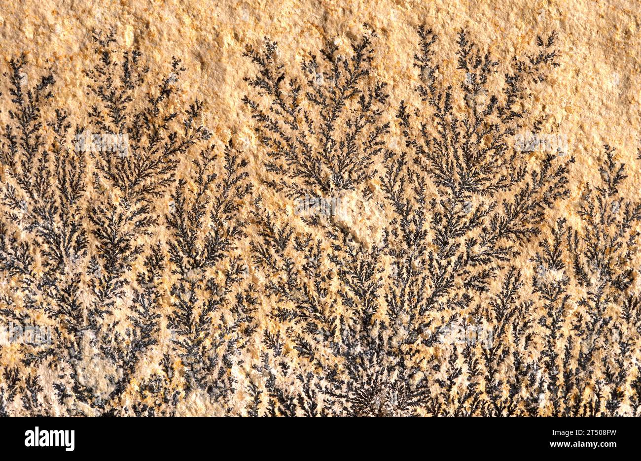 Pyrolusite dendritique sur une plaque de calcaire. Pyrolusite est un minéral d'oxyde de manganèse. Banque D'Images