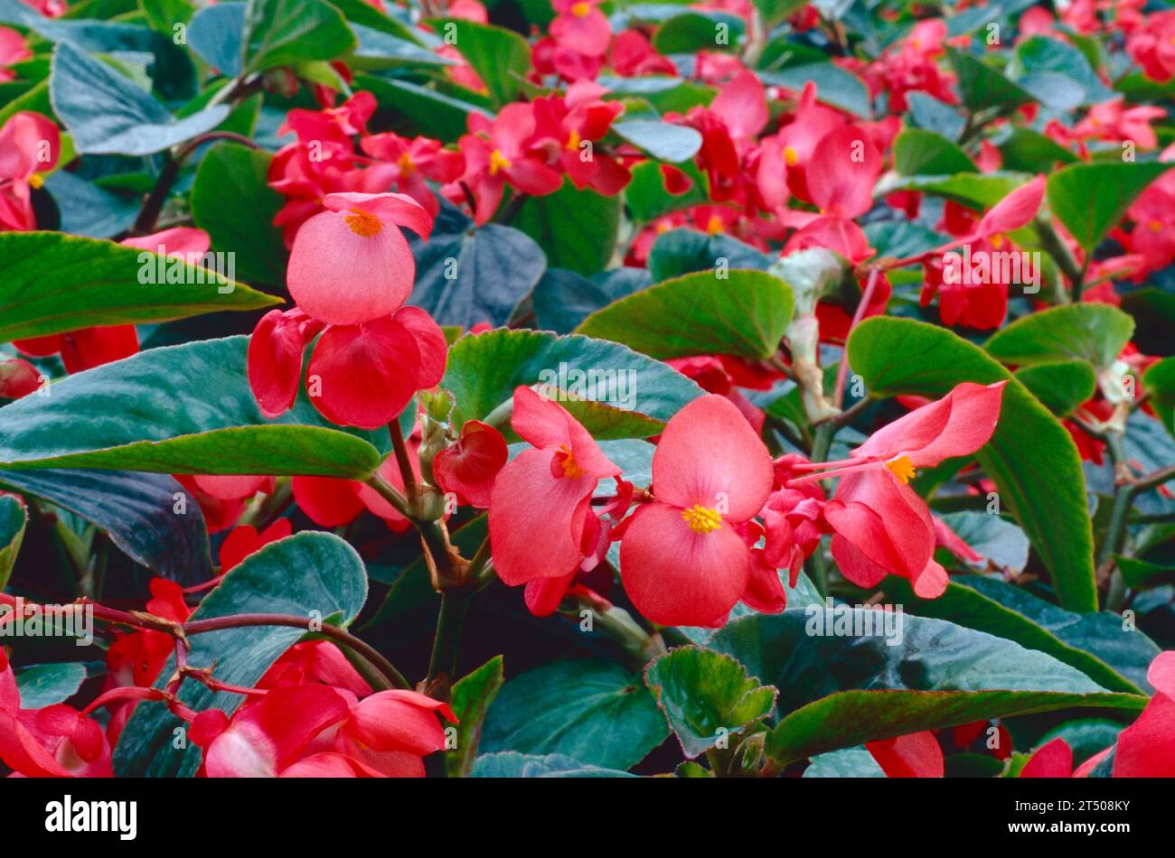 Bégonia 'dragon Wing Red' Banque D'Images