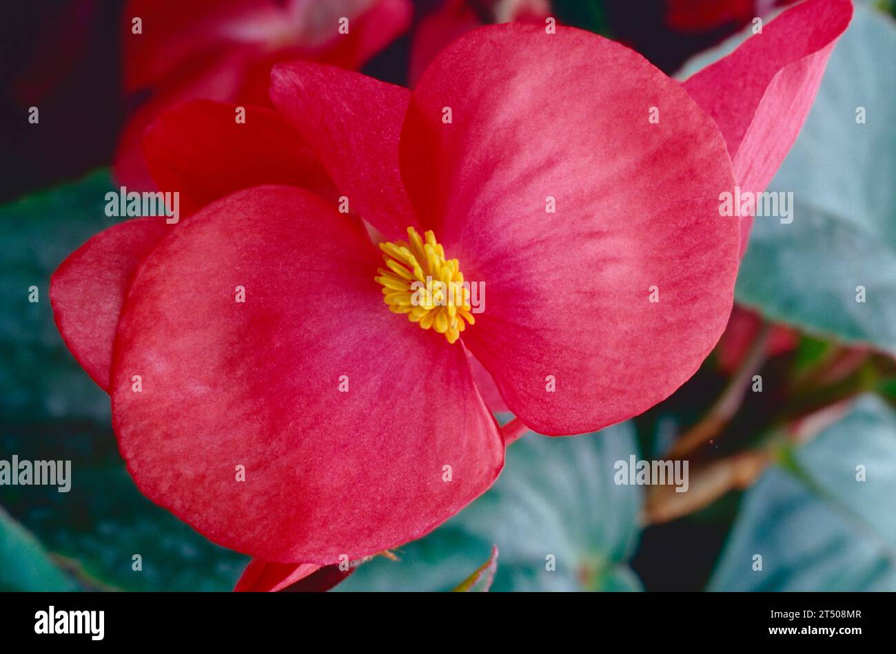 Bégonia 'dragon Wing Red' Banque D'Images