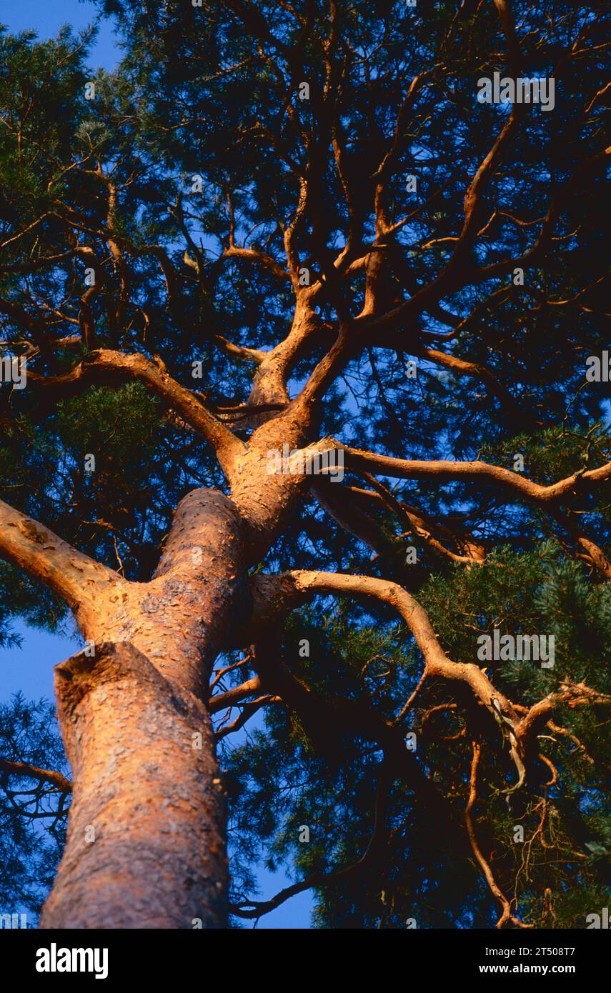 Pinus sylvestris Banque D'Images