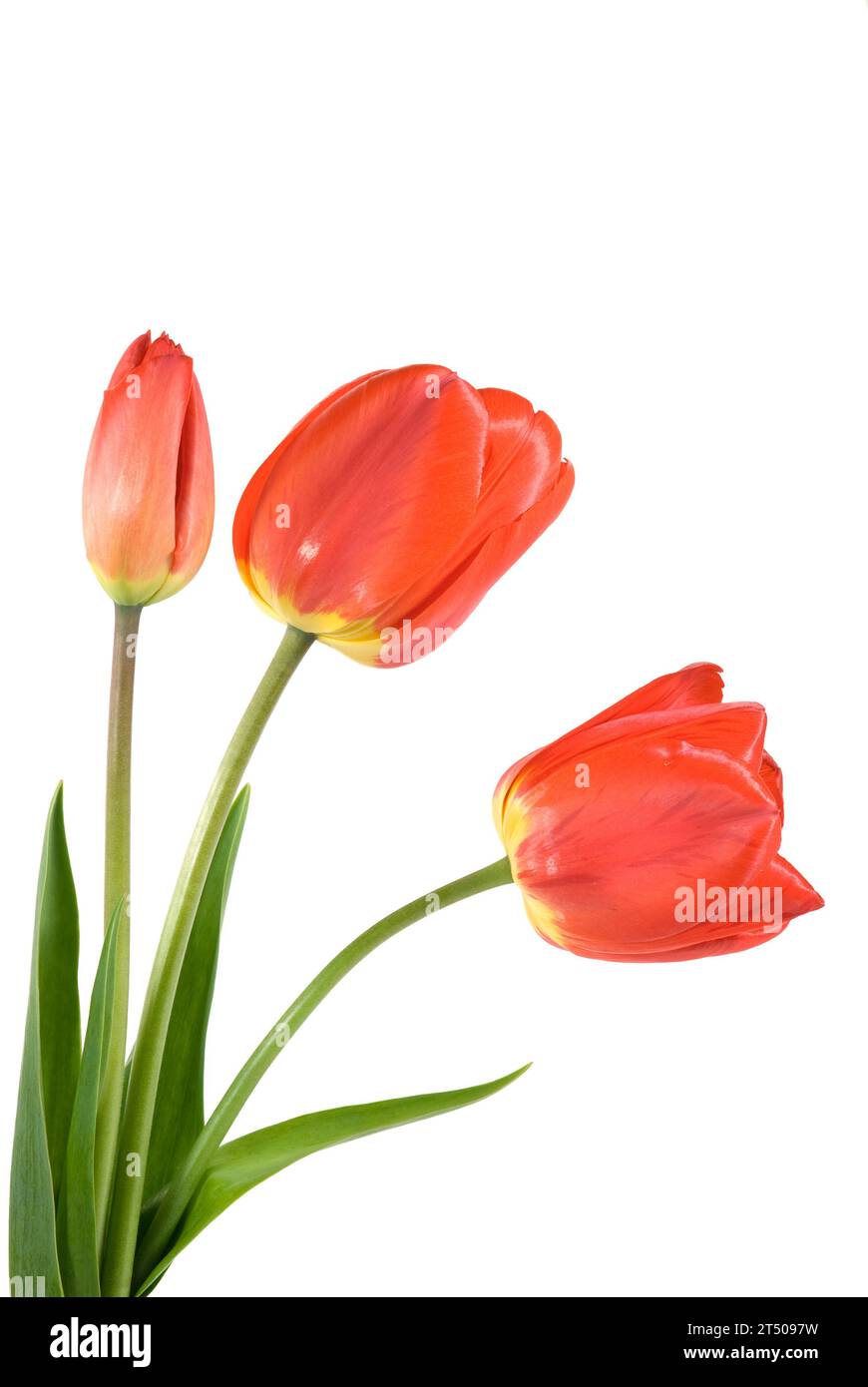 Trois tulipes rouges isolées sur fond blanc Banque D'Images