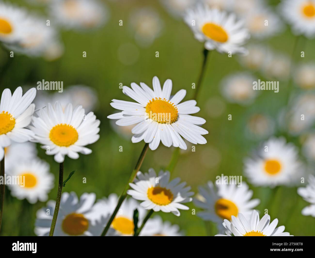 Marguerites fleuries, Leucanthemum, au printemps Banque D'Images