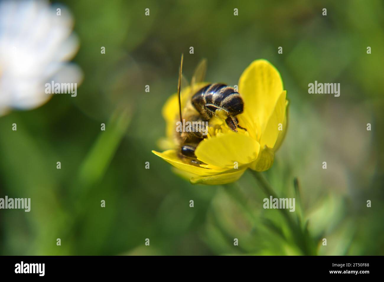 abeille collectant le pollen d'une fleur jaune Banque D'Images