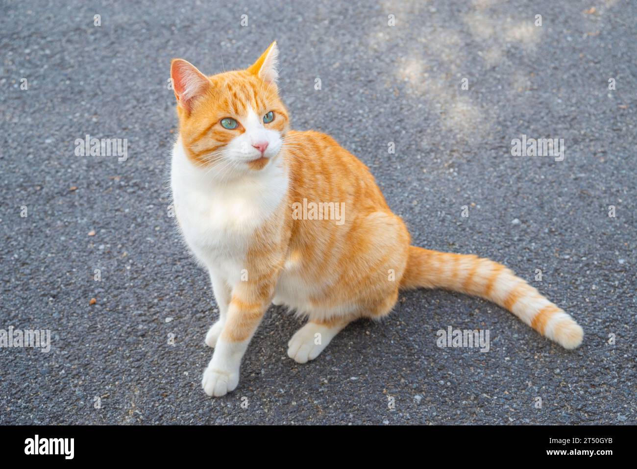 Tabby et blanc. Banque D'Images