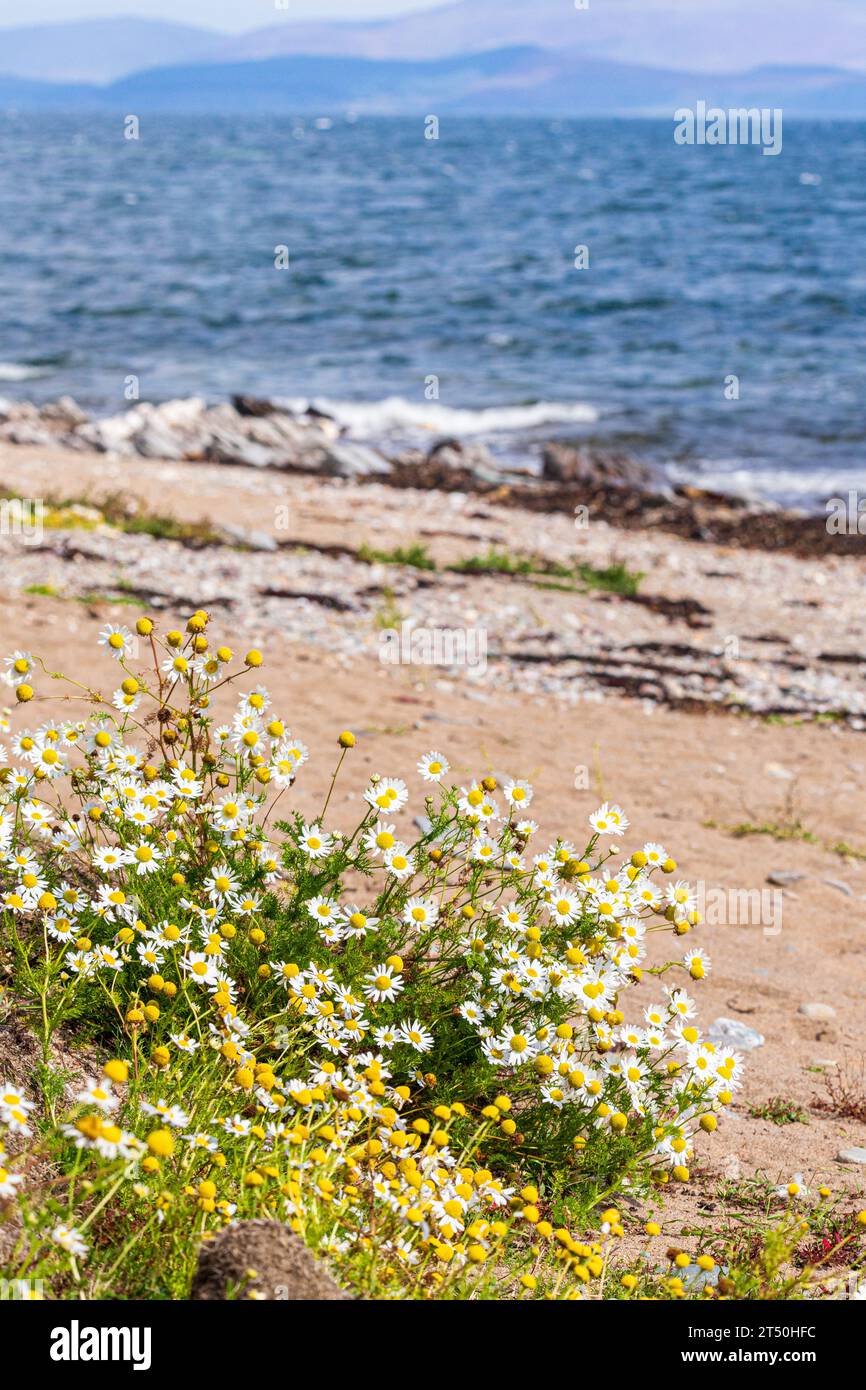 Mayweed de mer (Tripleurospermum maritimum) poussant près d'une plage sur la péninsule de Kintyre, Écosse Royaume-Uni Banque D'Images