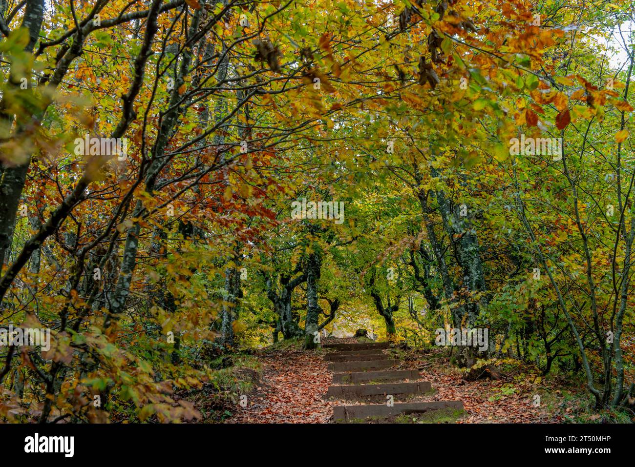 Forêt avec les couleurs vives de l'automne Banque D'Images
