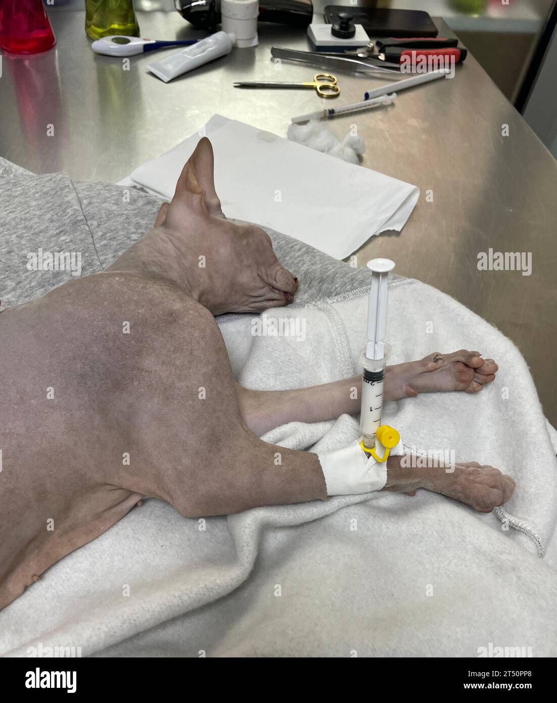 Chat est couché chez le vétérinaire après la chirurgie Banque D'Images