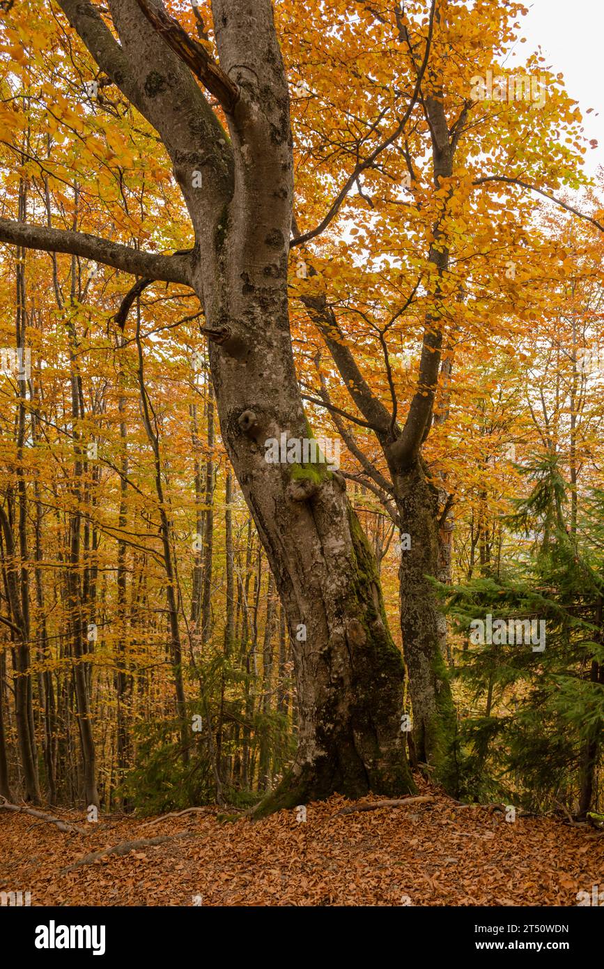 Forêt de hêtres d'automne, montagnes des Carpates, Ukraine Banque D'Images