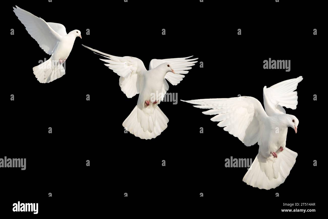 Islam oiseaux sacrés , colombes blanches en vol sur fond noir Banque D'Images